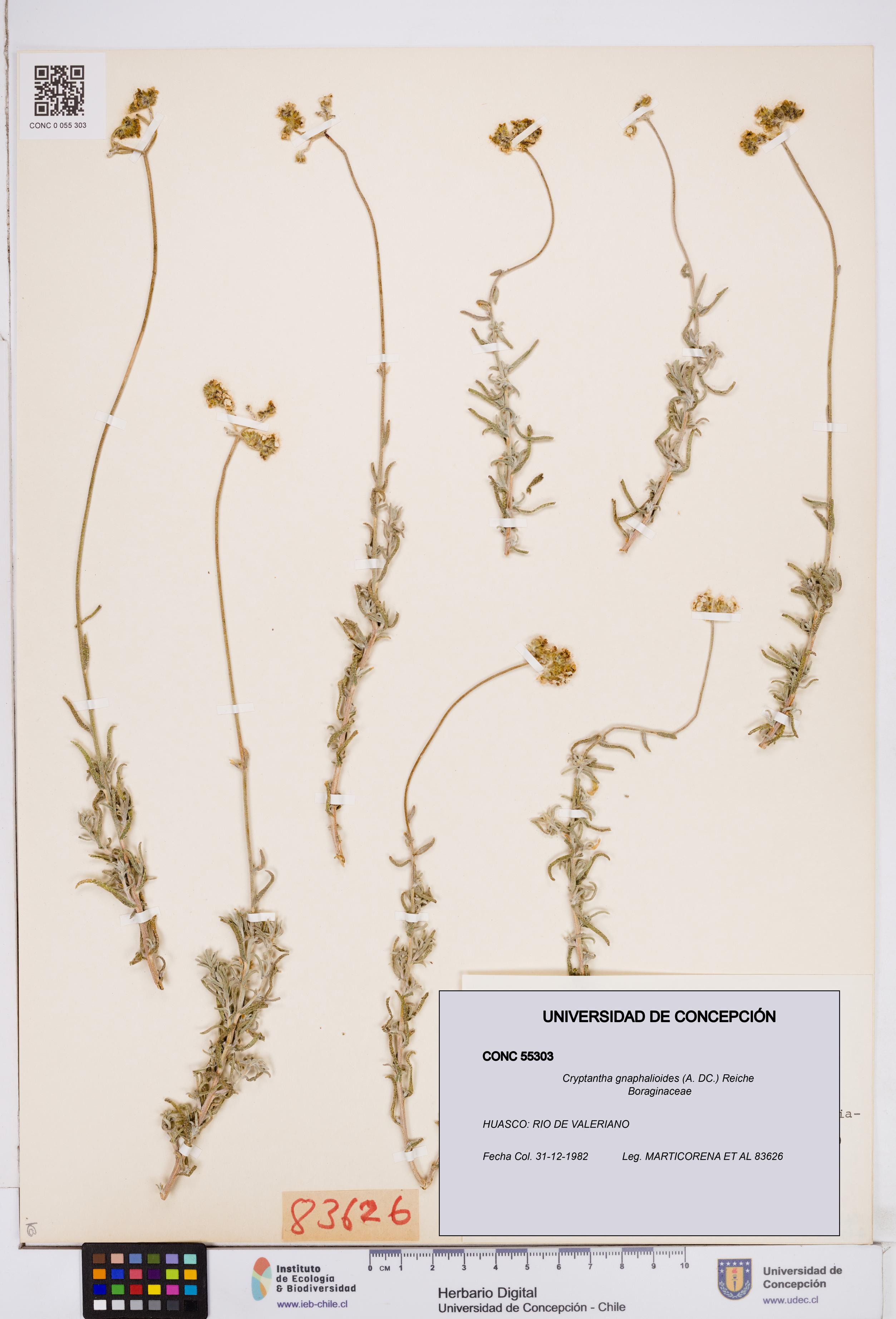 Cryptantha gnaphalioides [Espécimen: ]