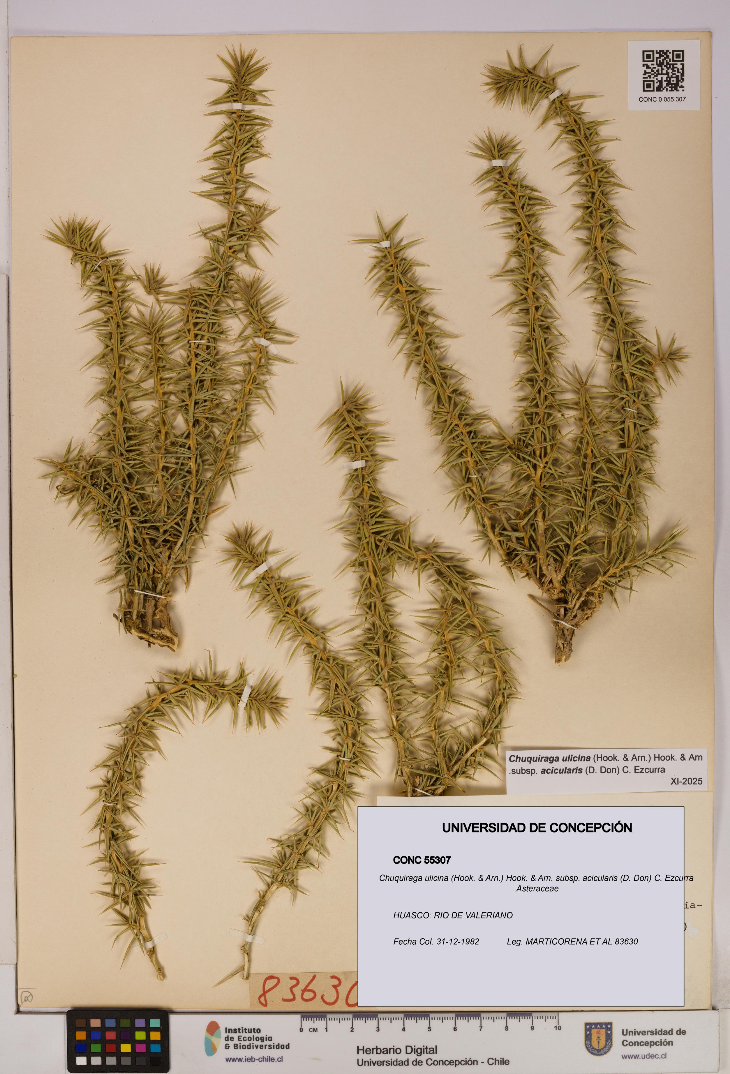 Chuquiraga ulicina [Espécimen: UDEC:CONC:0055307]