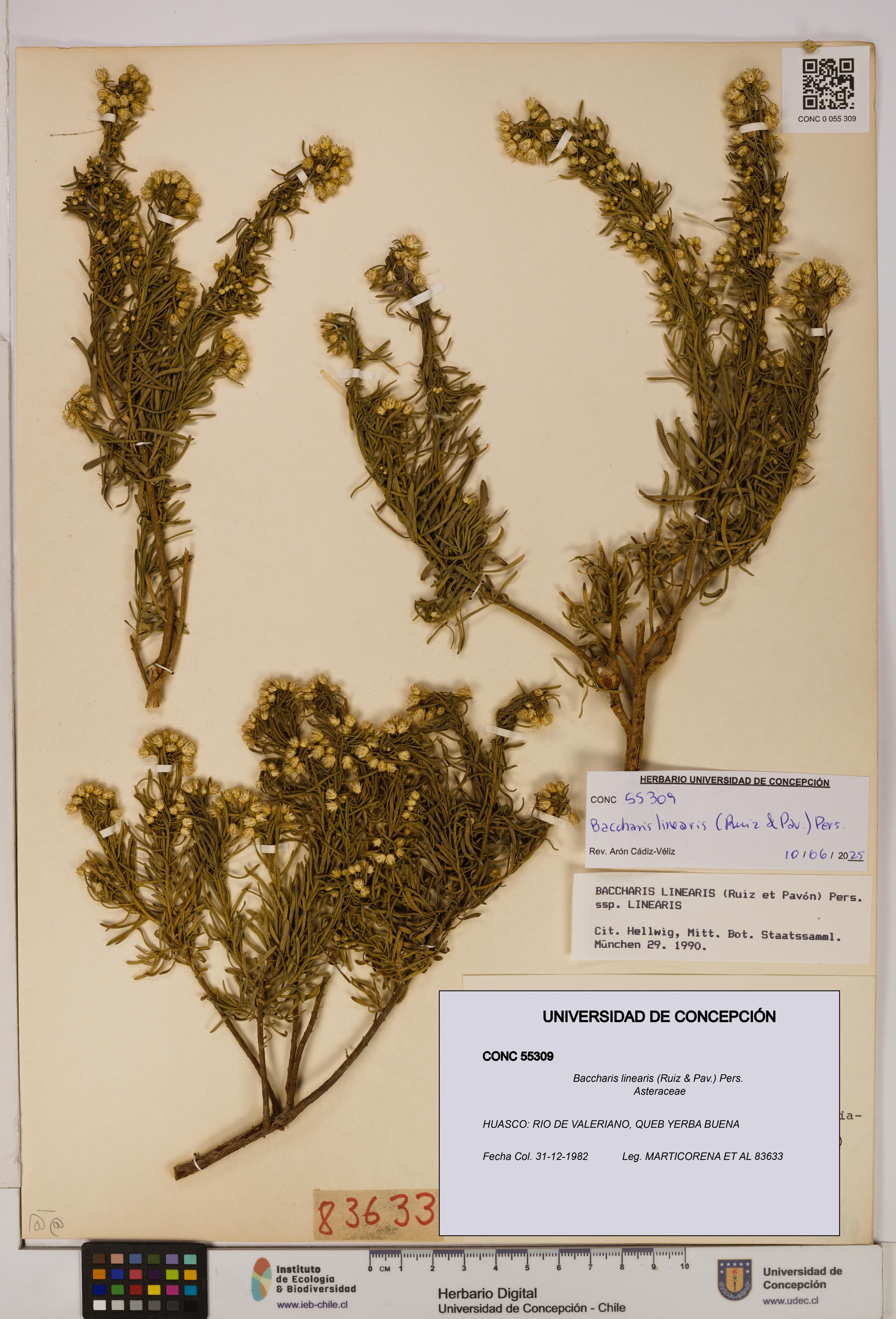Baccharis linearis [Espécimen: UDEC:CONC:0055309]