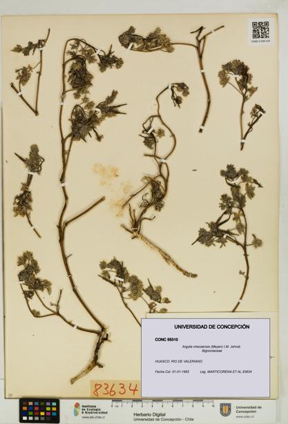 Argylia checoensis [Espécimen: UDEC:CONC:0055310]