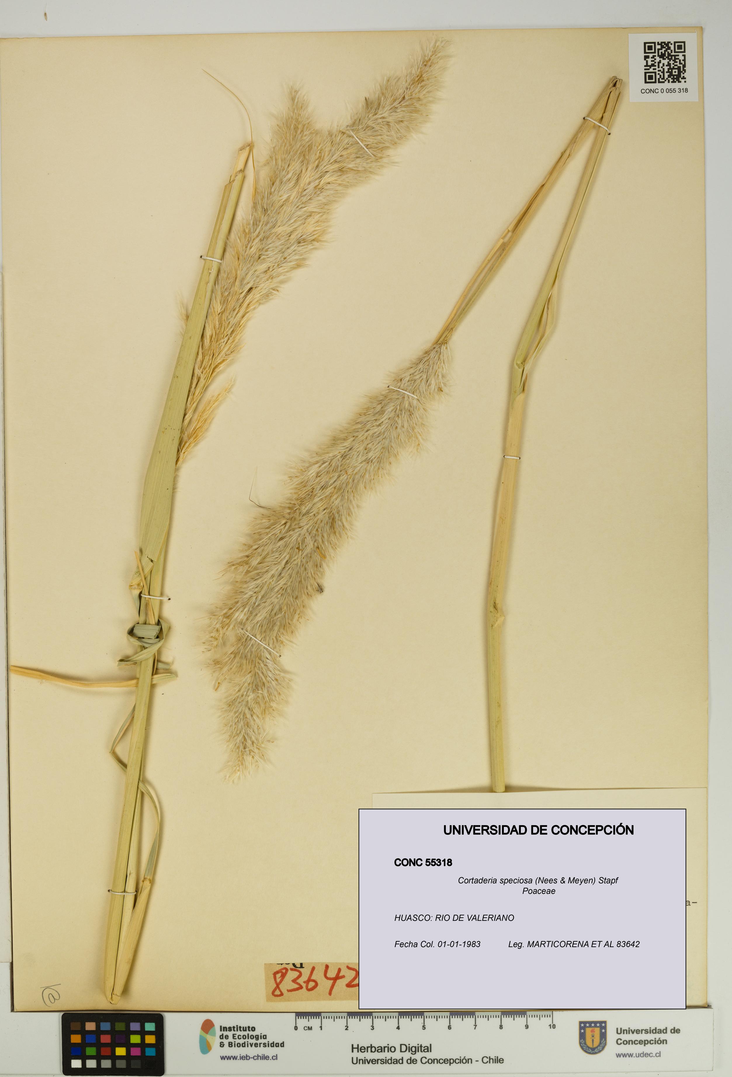 Cortaderia speciosa [Espécimen: UDEC:CONC:0055318]