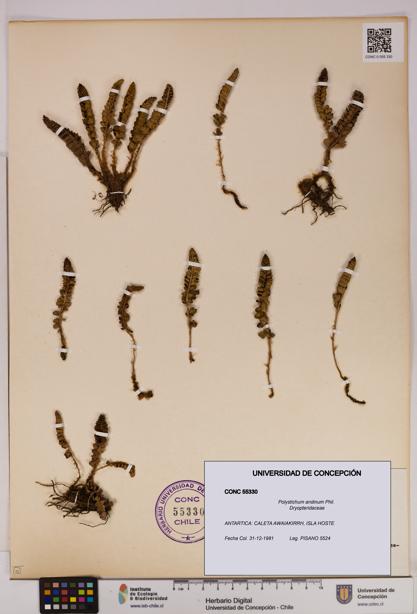 Polystichum andinum [Espécimen: UDEC:CONC:0055330]