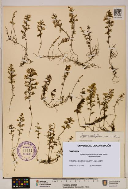 Hymenophyllum secundum [Espécimen: ]