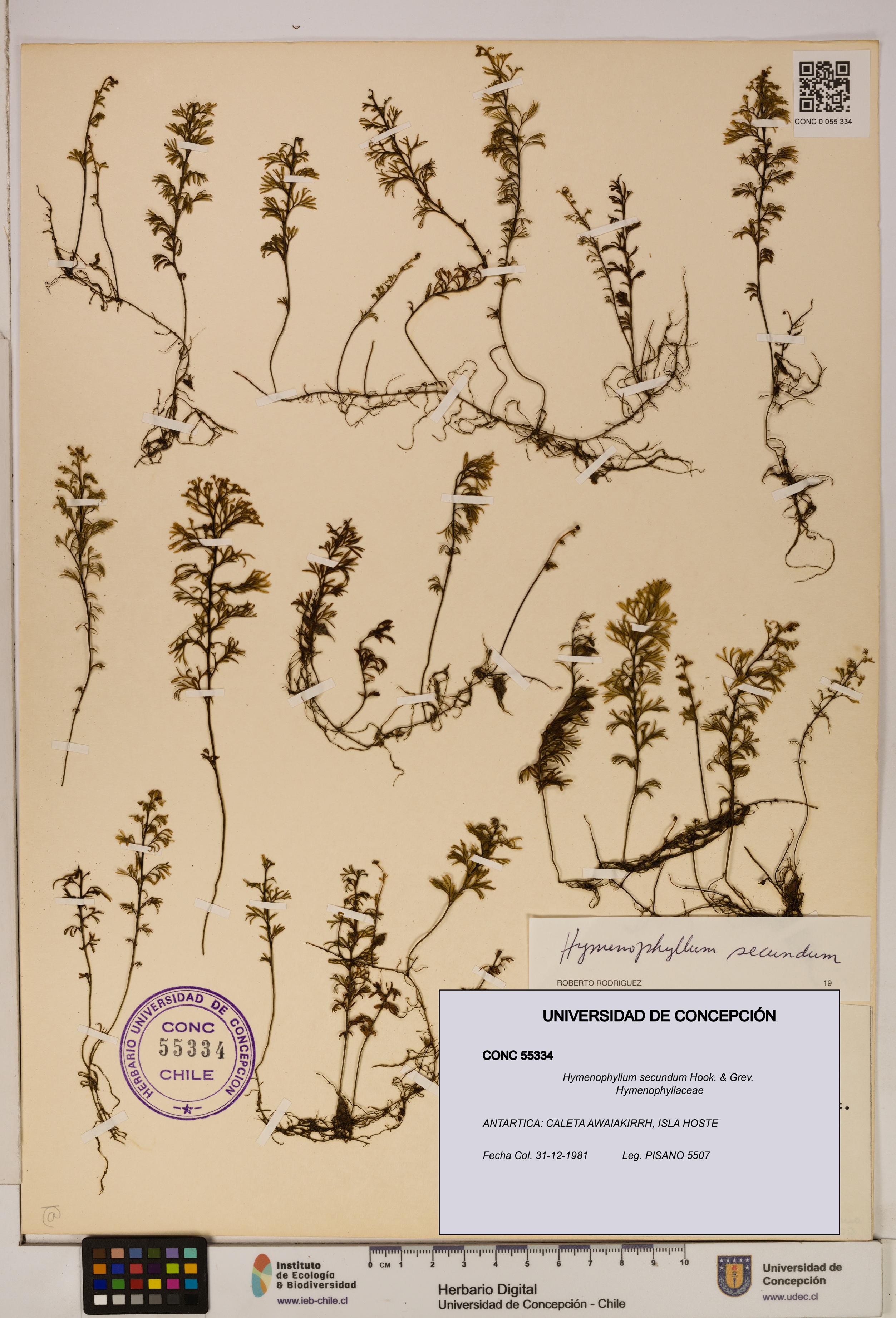 Hymenophyllum secundum [Espécimen: ]