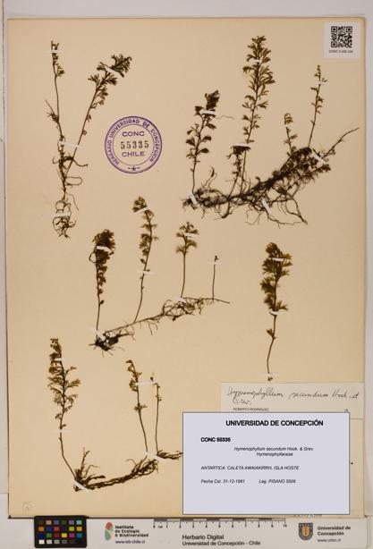 Hymenophyllum secundum [Espécimen: ]