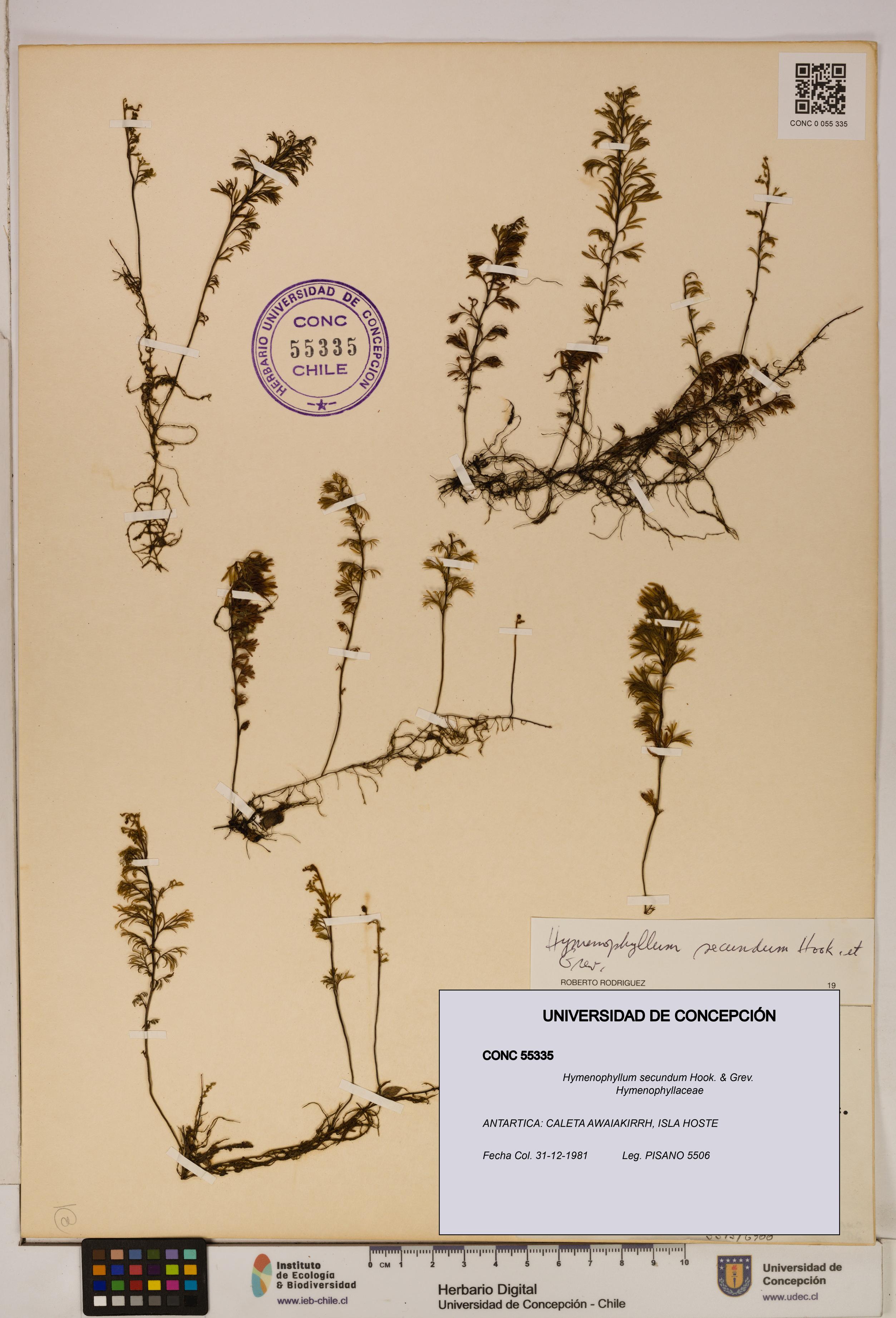 Hymenophyllum secundum [Espécimen: ]