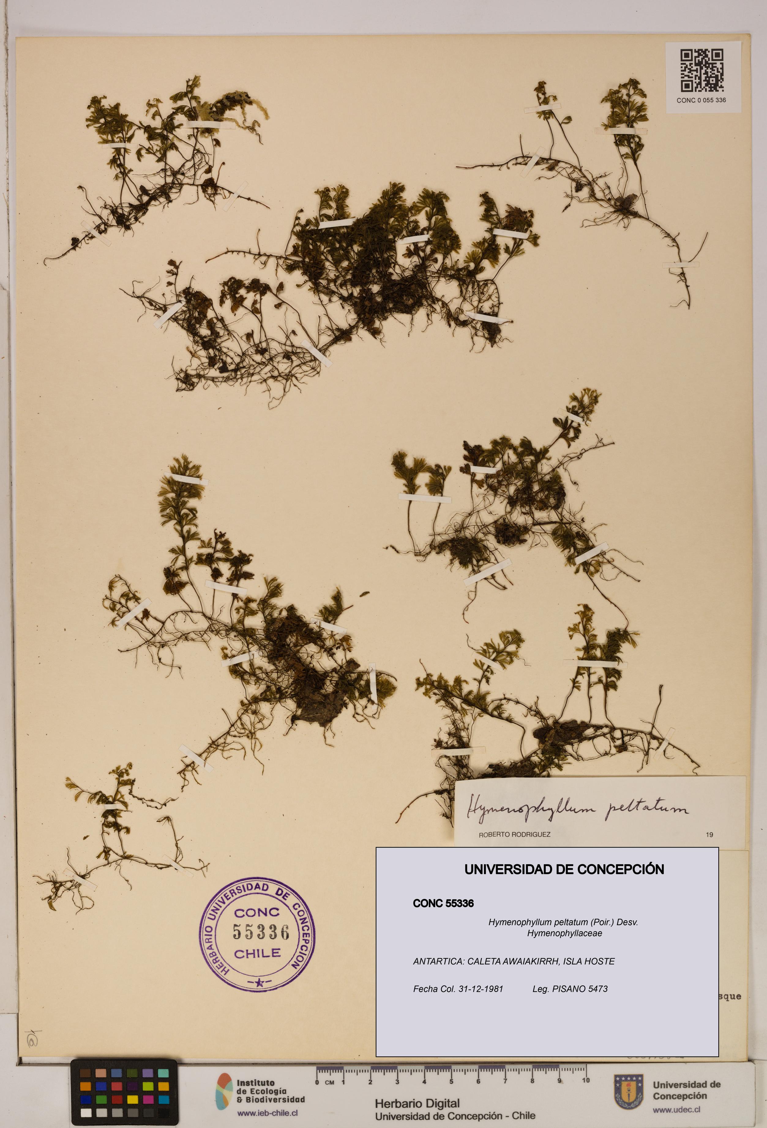 Hymenophyllum peltatum [Espécimen: ]