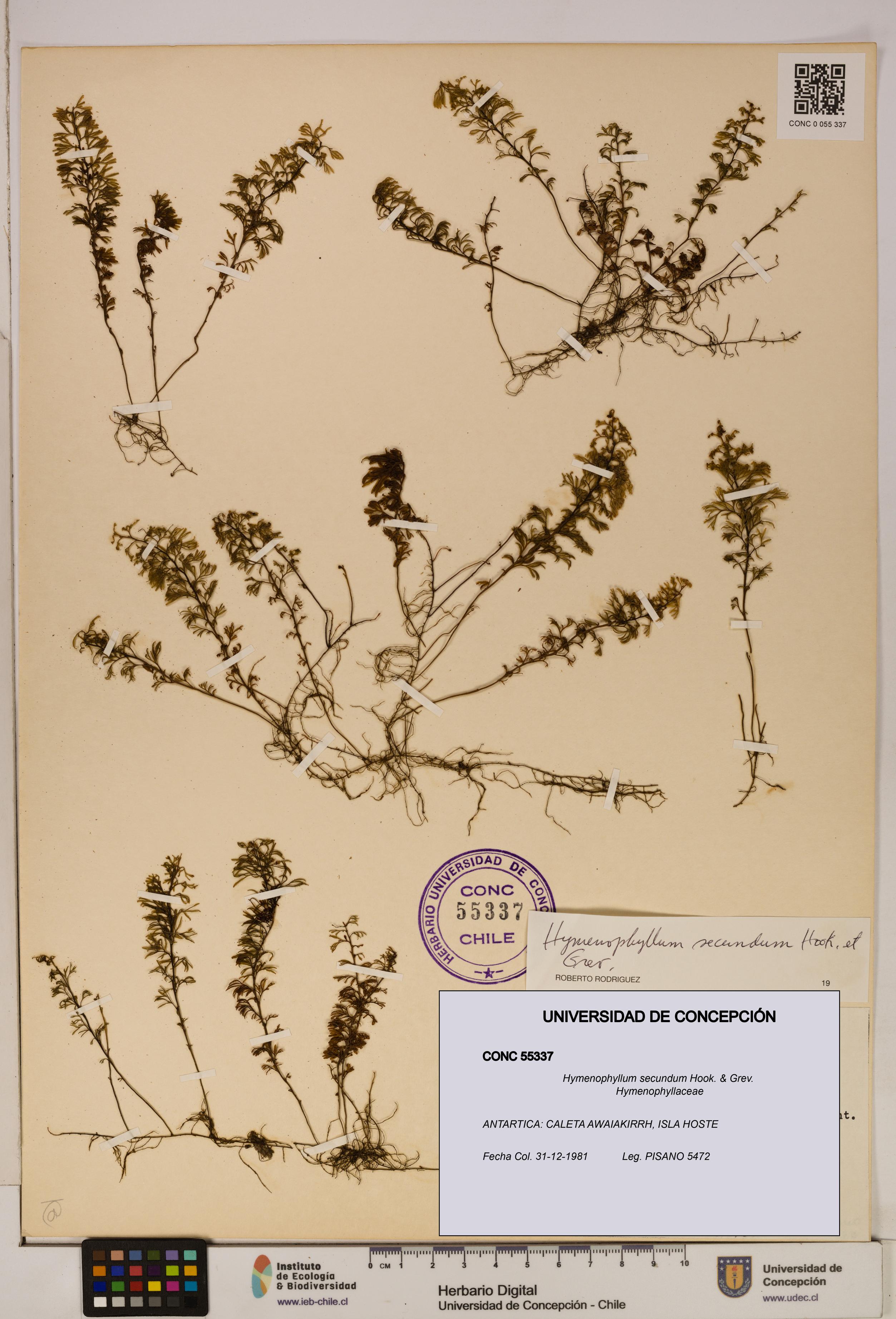 Hymenophyllum secundum [Espécimen: ]