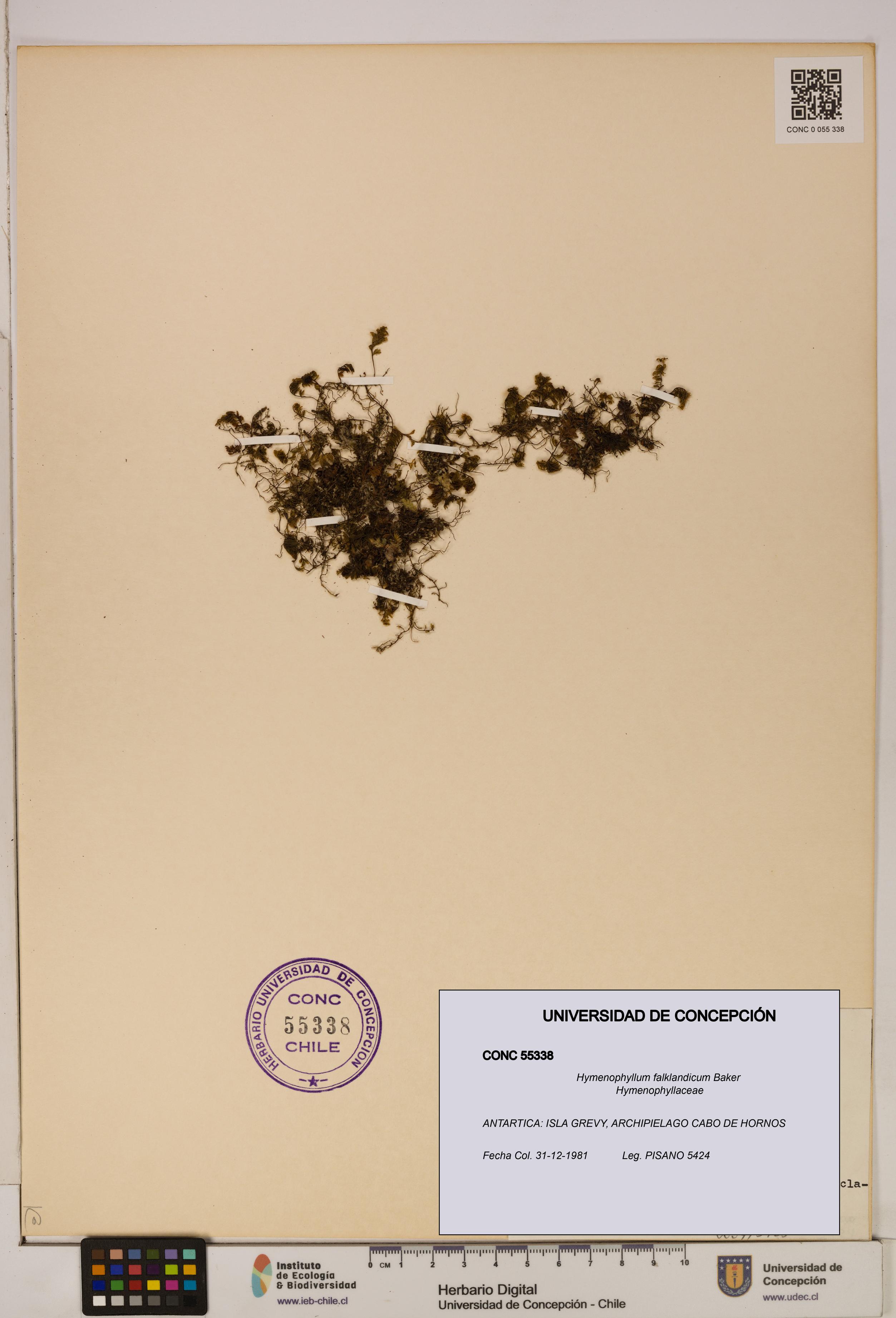 Hymenophyllum falklandicum [Espécimen: UDEC:CONC:0055338]