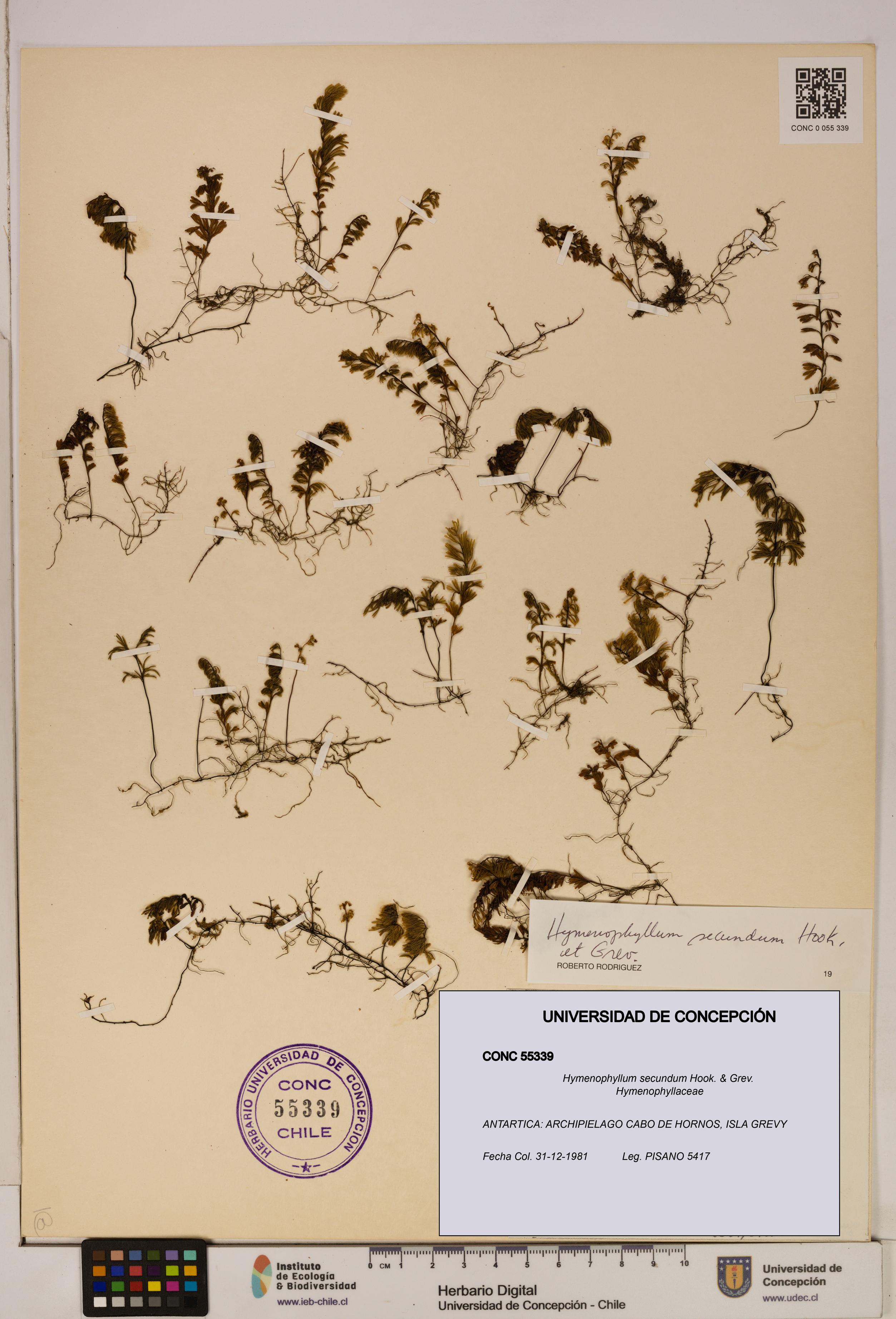 Hymenophyllum secundum [Espécimen: ]