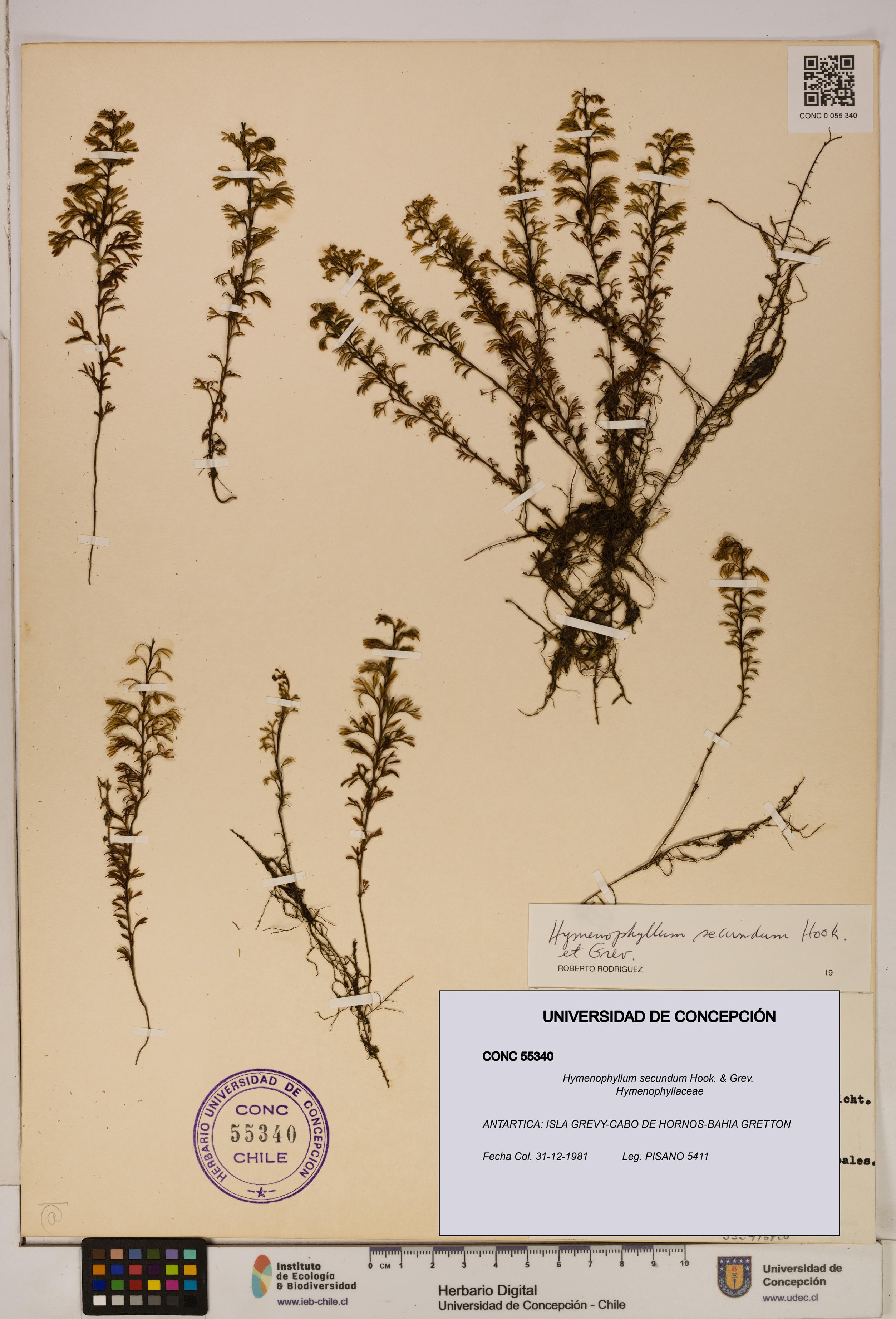Hymenophyllum secundum [Espécimen: ]