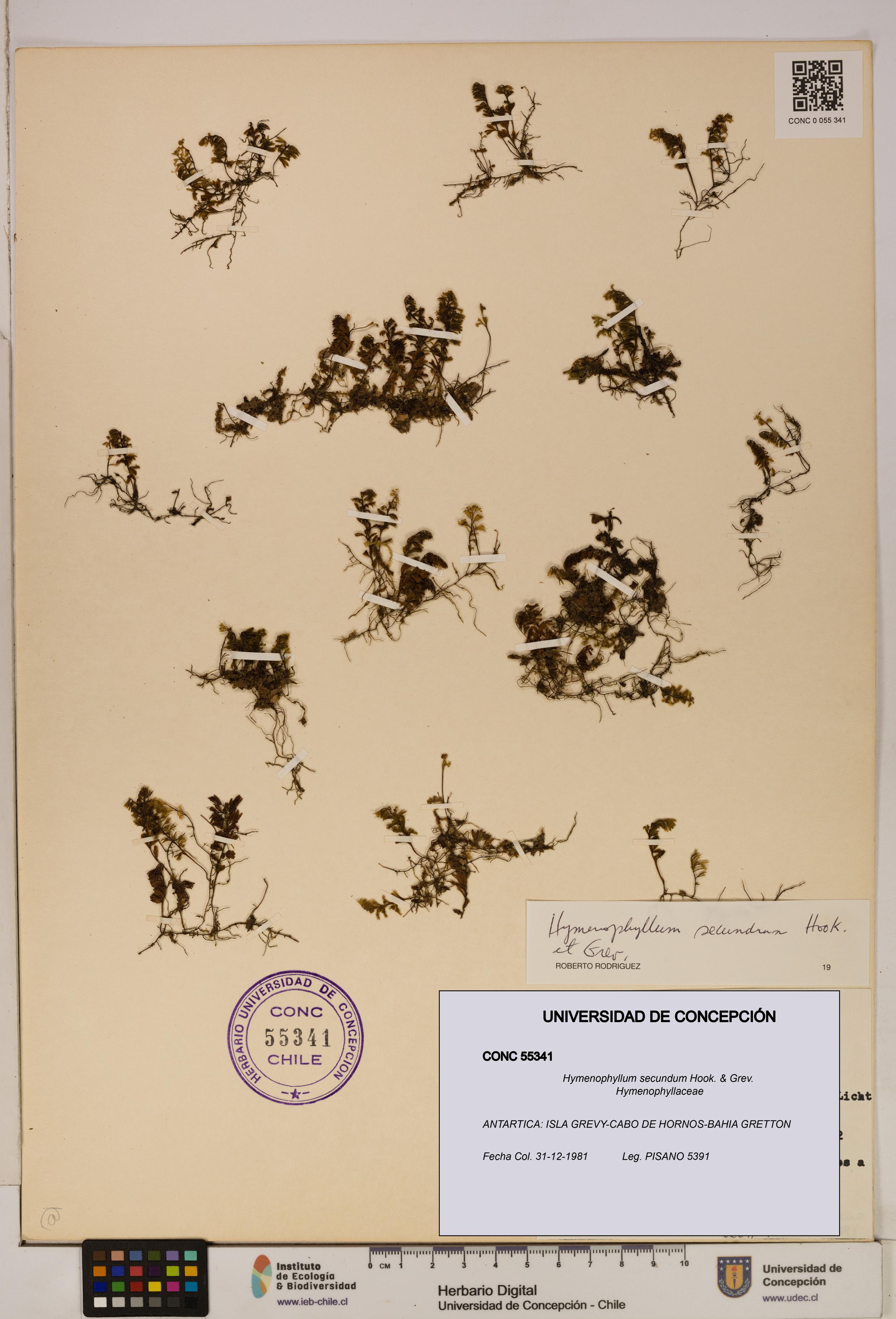 Hymenophyllum secundum [Espécimen: ]