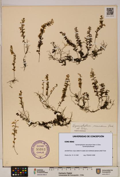 Hymenophyllum secundum [Espécimen: ]
