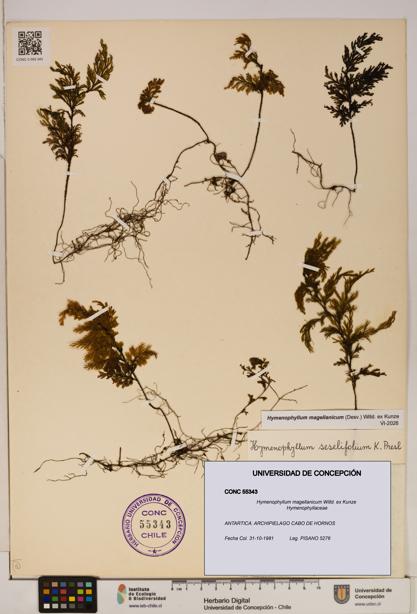 Hymenophyllum magellanicum [Espécimen: ]