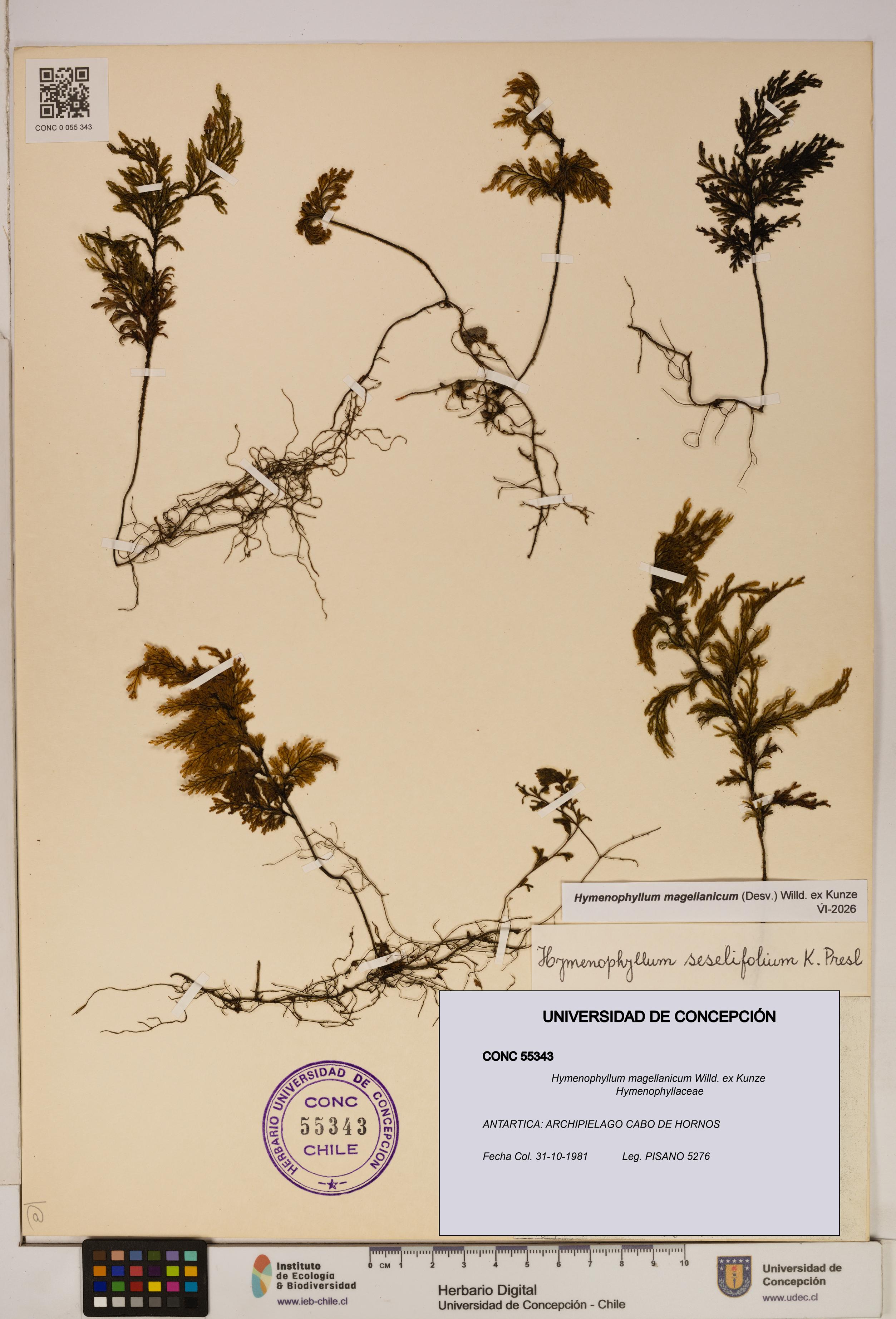 Hymenophyllum magellanicum [Espécimen: ]