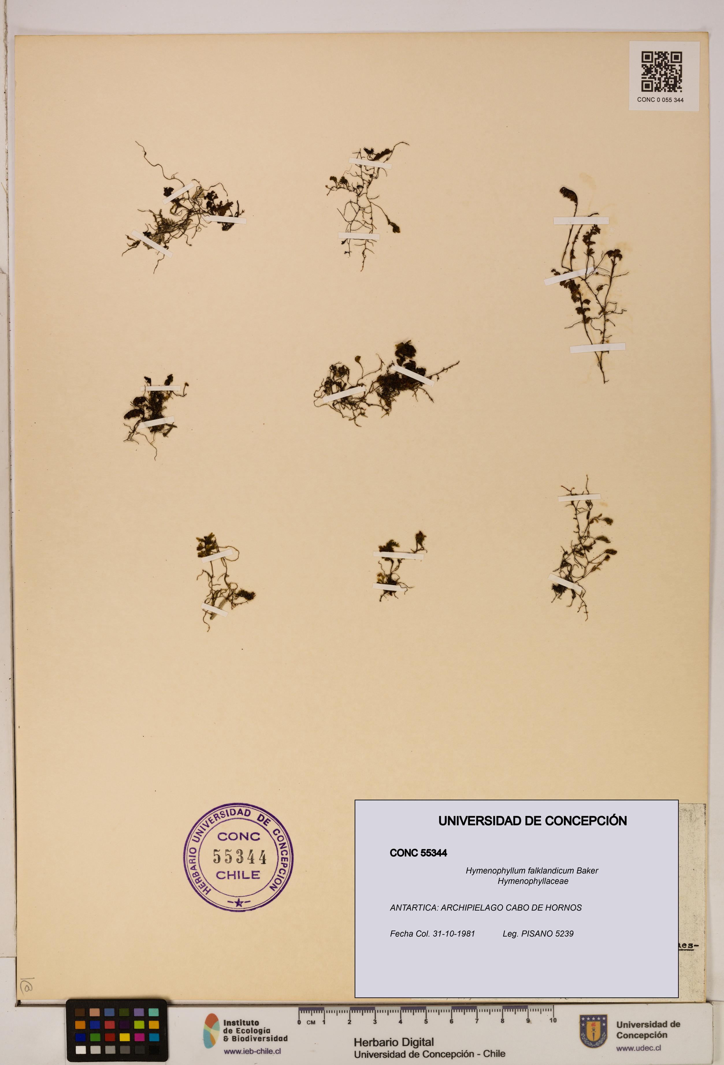 Hymenophyllum falklandicum [Espécimen: UDEC:CONC:0055344]