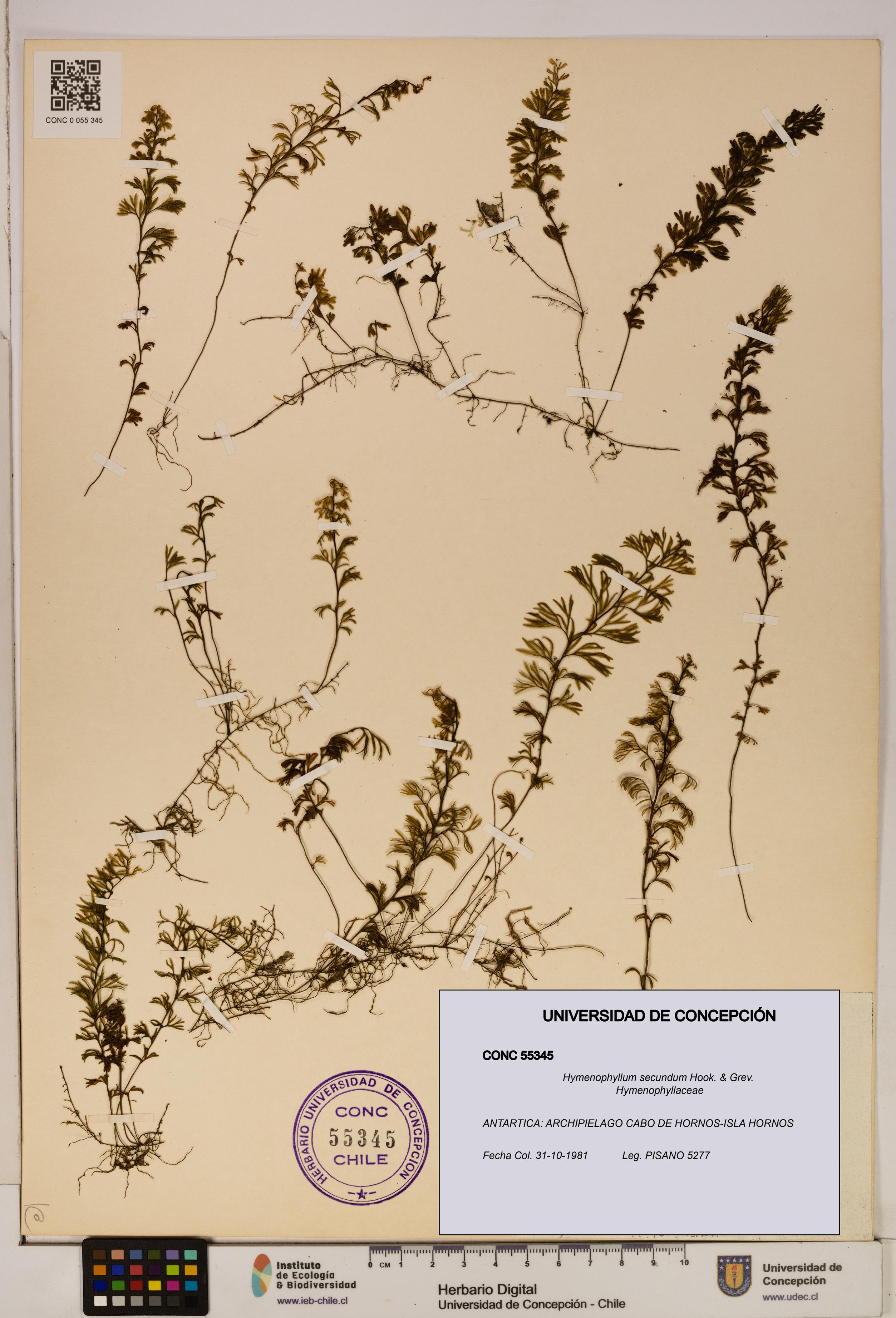 Hymenophyllum secundum [Espécimen: ]