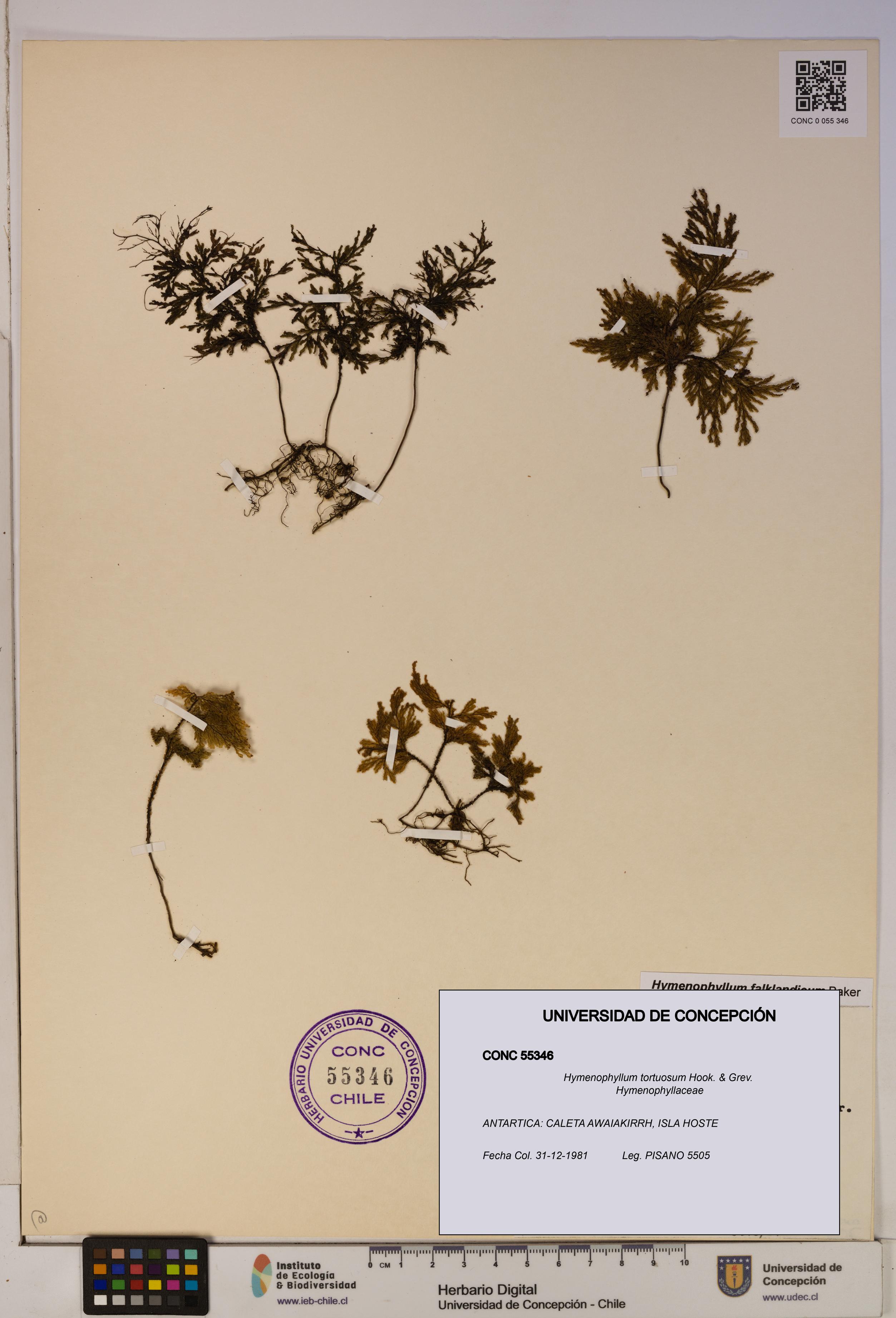Hymenophyllum tortuosum [Espécimen: ]