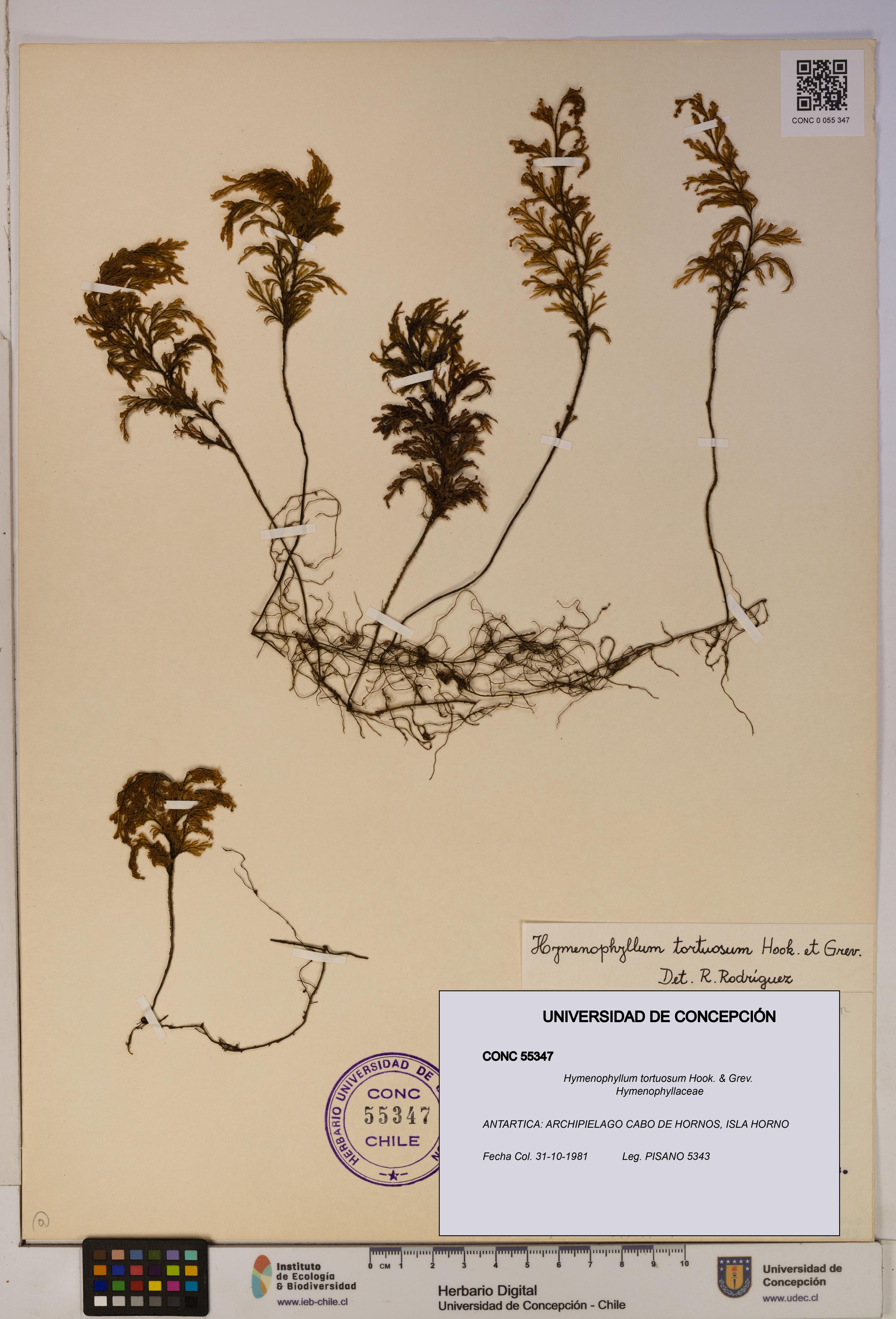 Hymenophyllum tortuosum [Espécimen: ]
