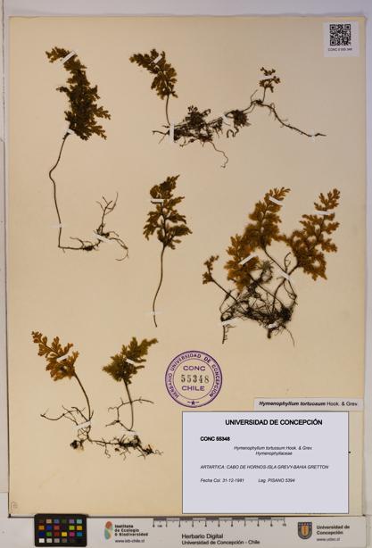 Hymenophyllum tortuosum [Espécimen: ]