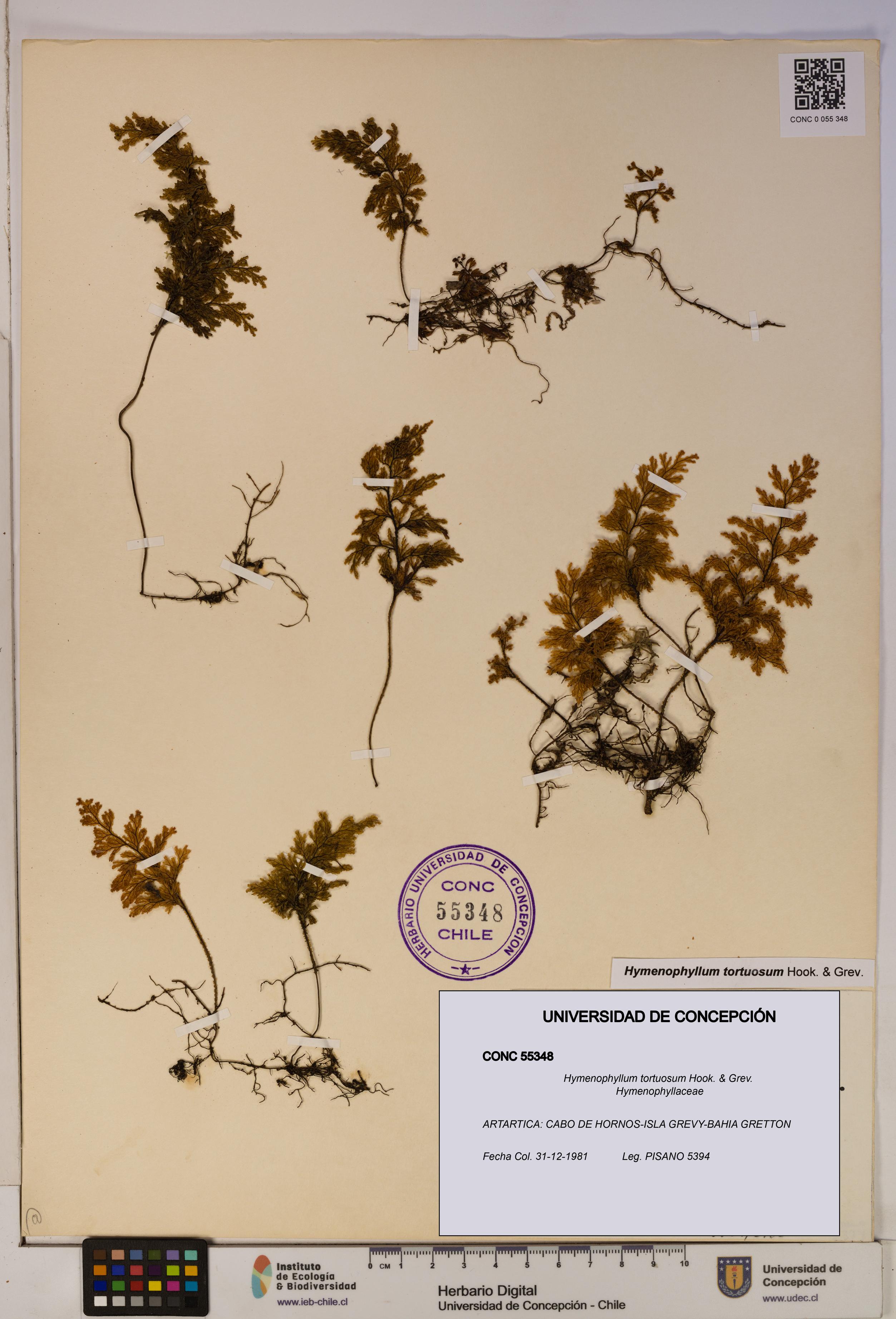 Hymenophyllum tortuosum [Espécimen: ]