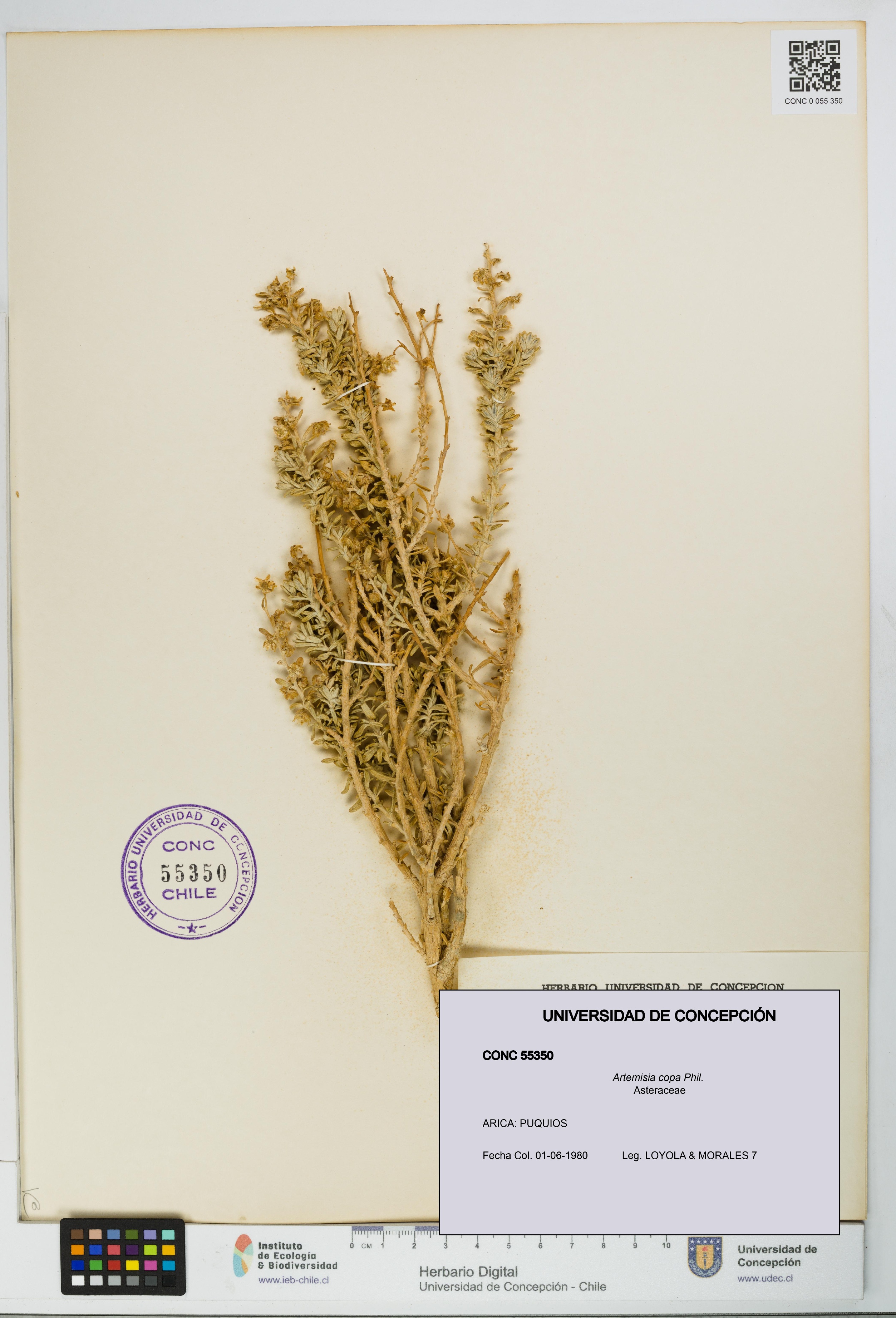 Artemisia copa [Espécimen: UDEC:CONC:0055350]