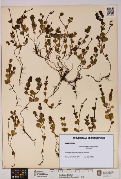 Leptostigma arnottianum [Espécimen: UDEC:CONC:0055381]
