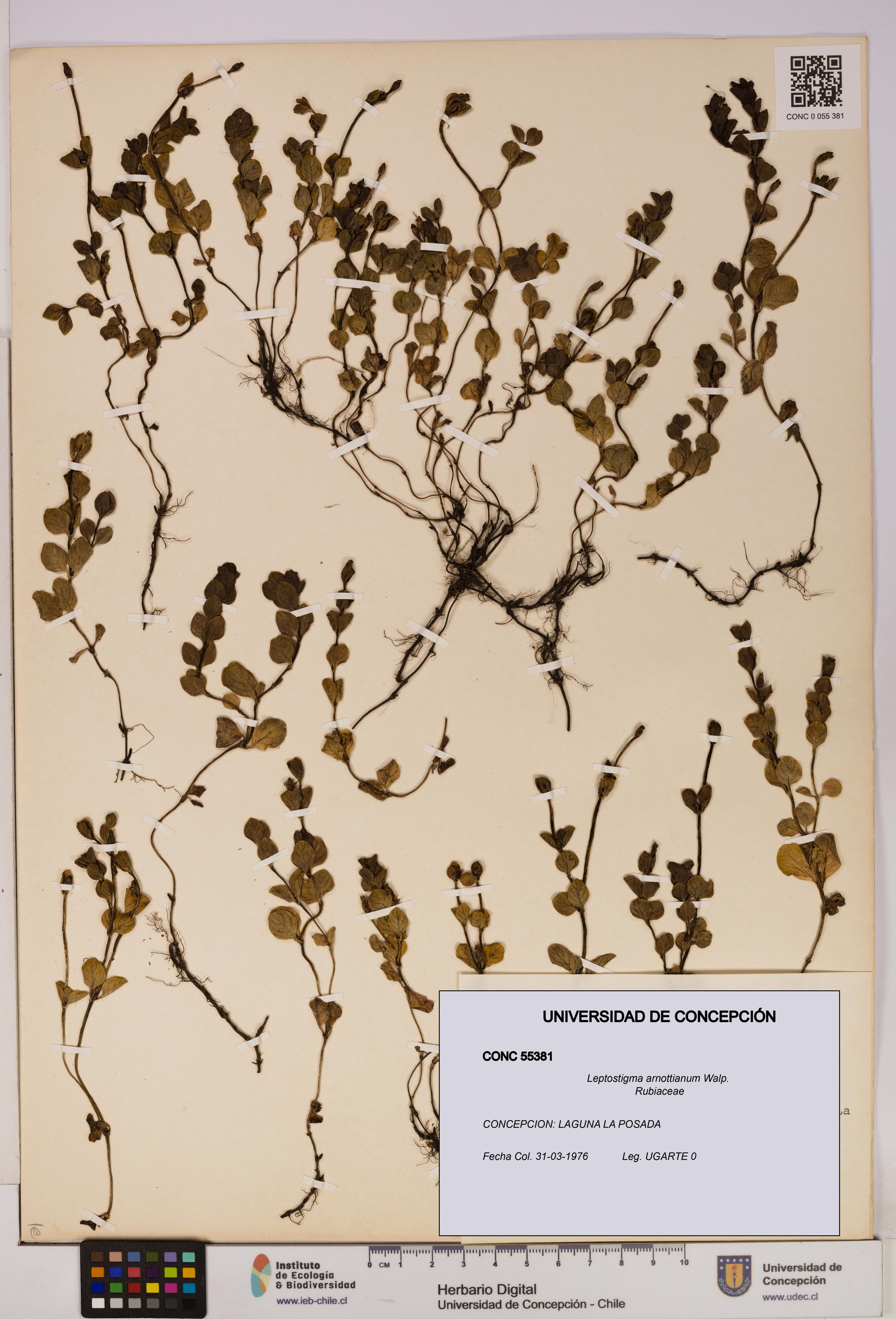 Leptostigma arnottianum [Espécimen: UDEC:CONC:0055381]