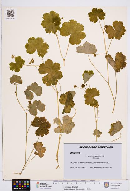 Hydrocotyle poeppigii [Espécimen: ]