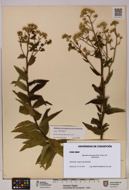 Baccharis racemosa [Espécimen: UDEC:CONC:0055391]