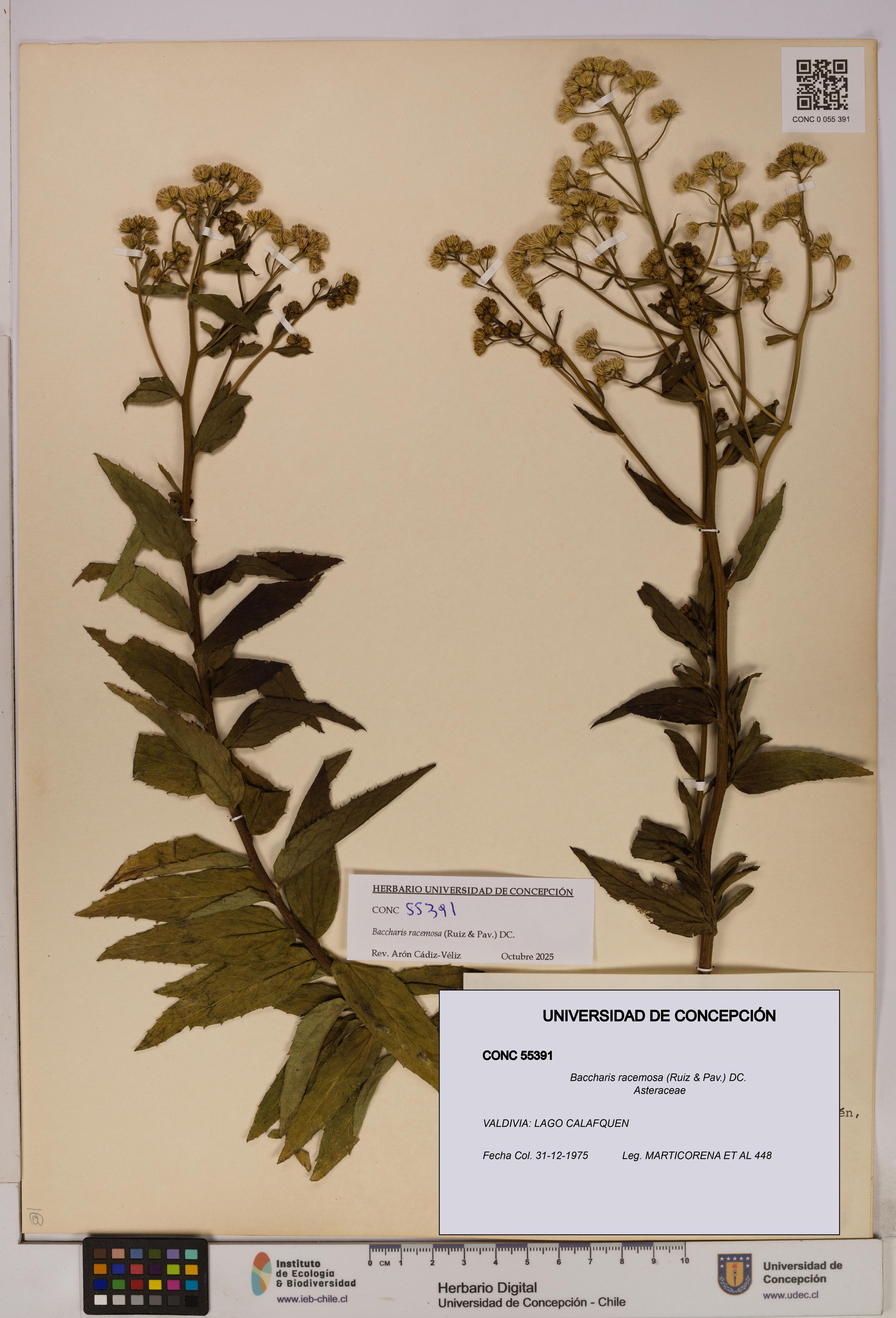 Baccharis racemosa [Espécimen: UDEC:CONC:0055391]