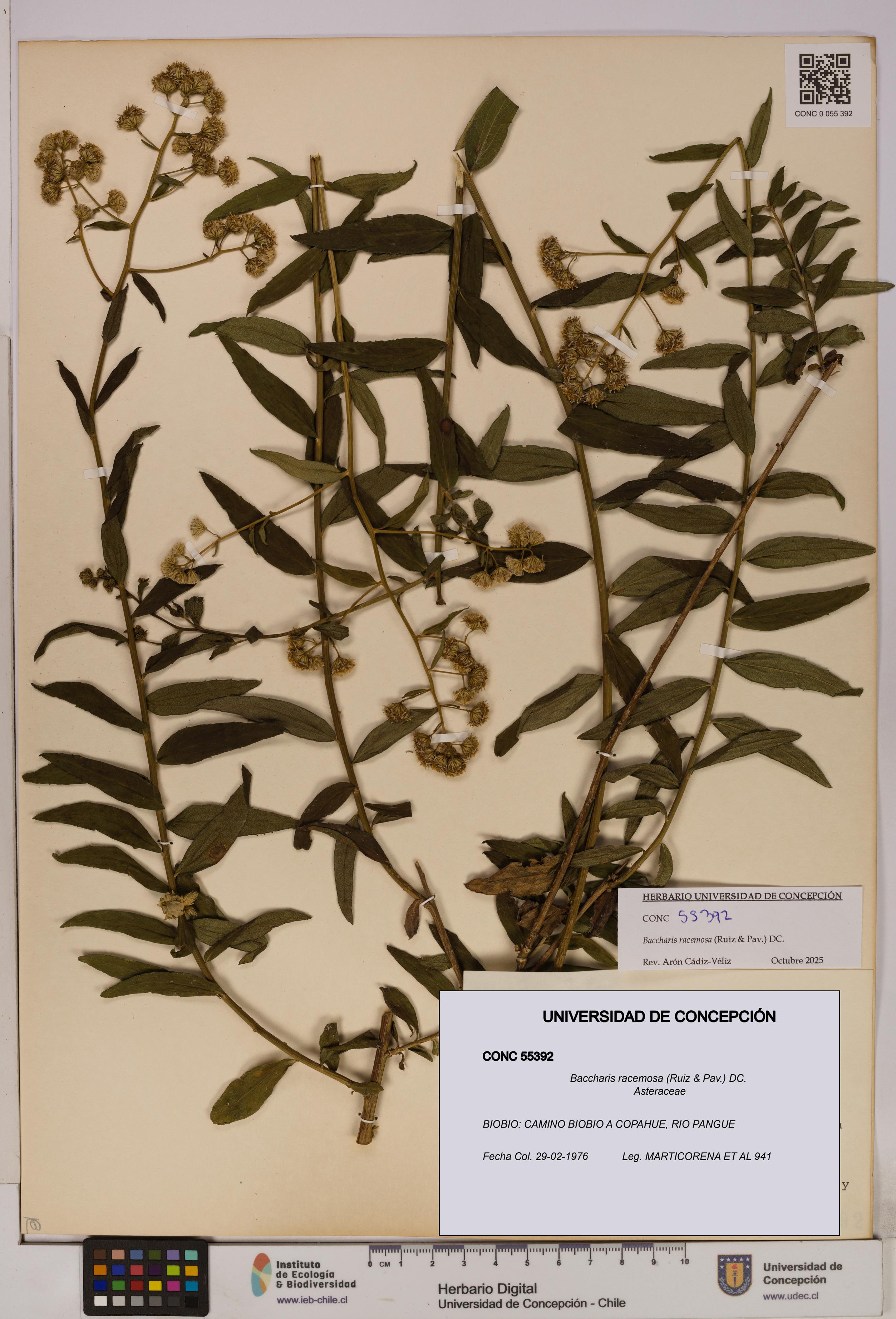Baccharis racemosa [Espécimen: UDEC:CONC:0055392]