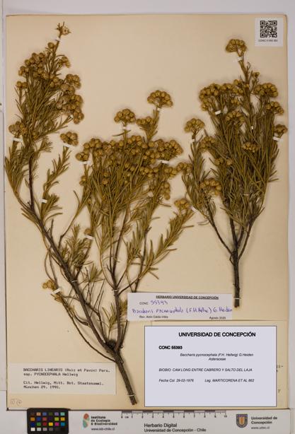 Baccharis pycnocephala [Espécimen: UDEC:CONC:0055393]