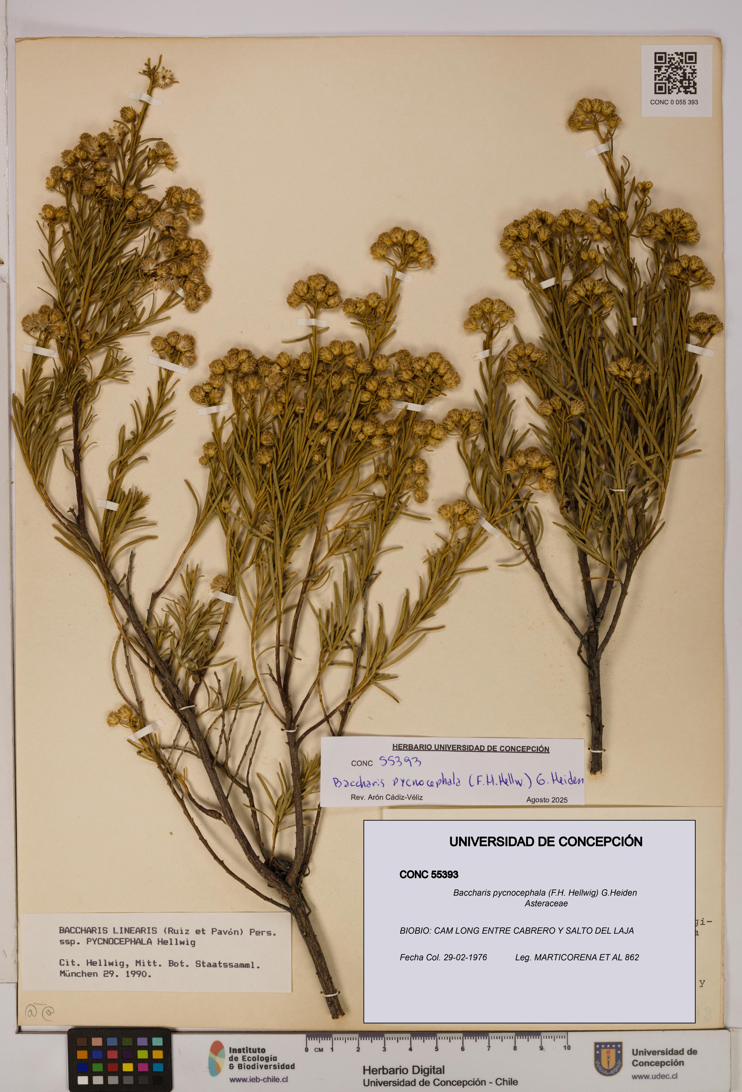 Baccharis pycnocephala [Espécimen: UDEC:CONC:0055393]