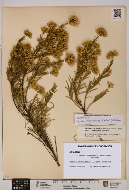 Baccharis pycnocephala [Espécimen: UDEC:CONC:0055394]