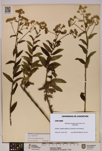Baccharis racemosa [Espécimen: UDEC:CONC:0055395]
