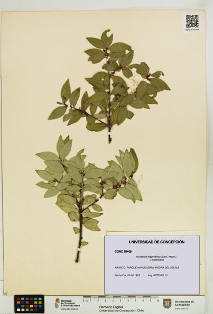 Maytenus magellanica [Espécimen: UDEC:CONC:0055408]