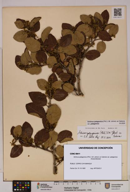 Schinus patagonica [Espécimen: UDEC:CONC:0055411]