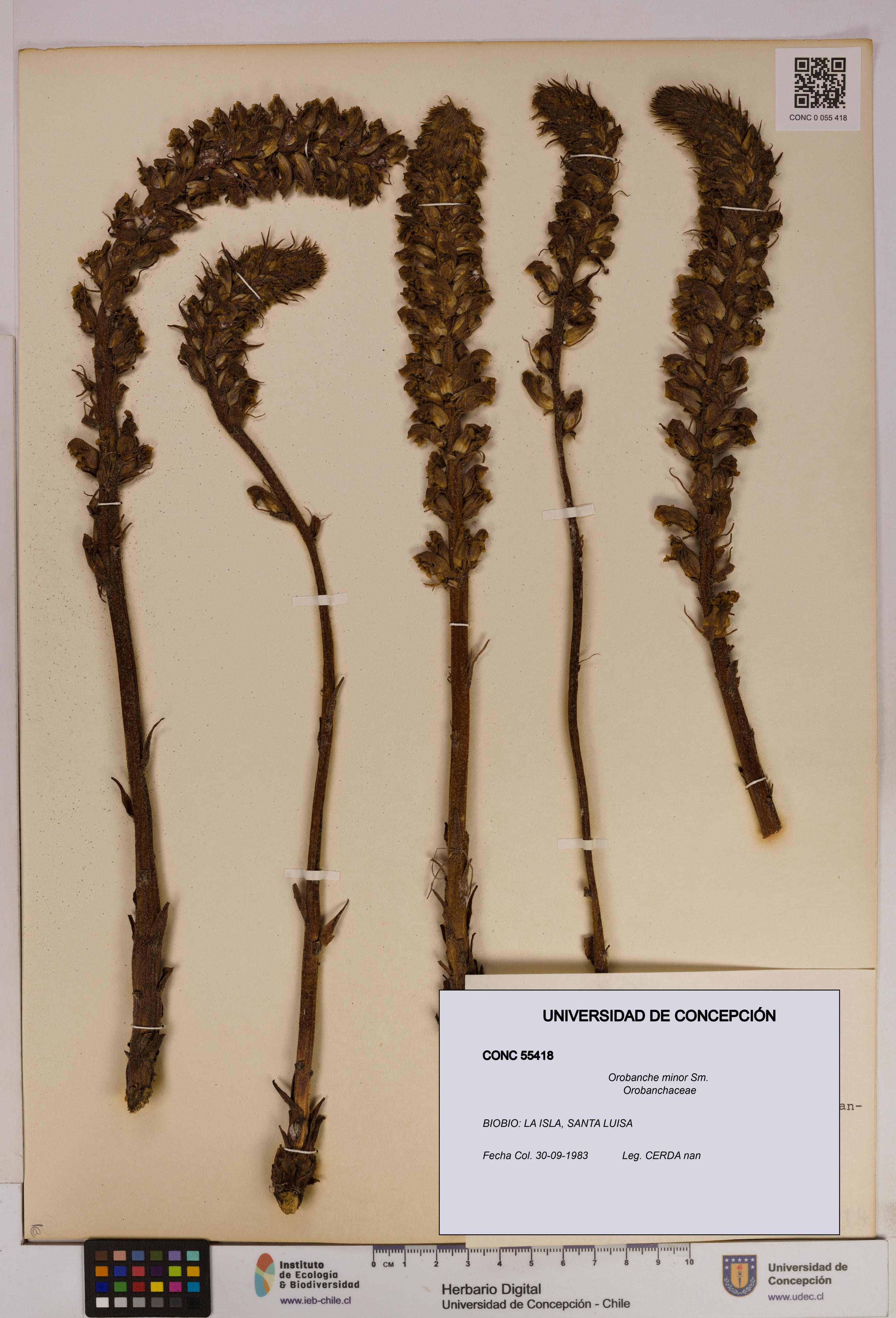 Orobanche minor [Espécimen: UDEC:CONC:0055418]