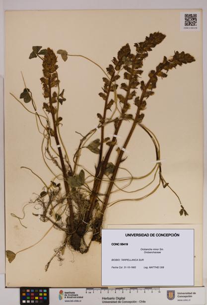Orobanche minor [Espécimen: UDEC:CONC:0055419]