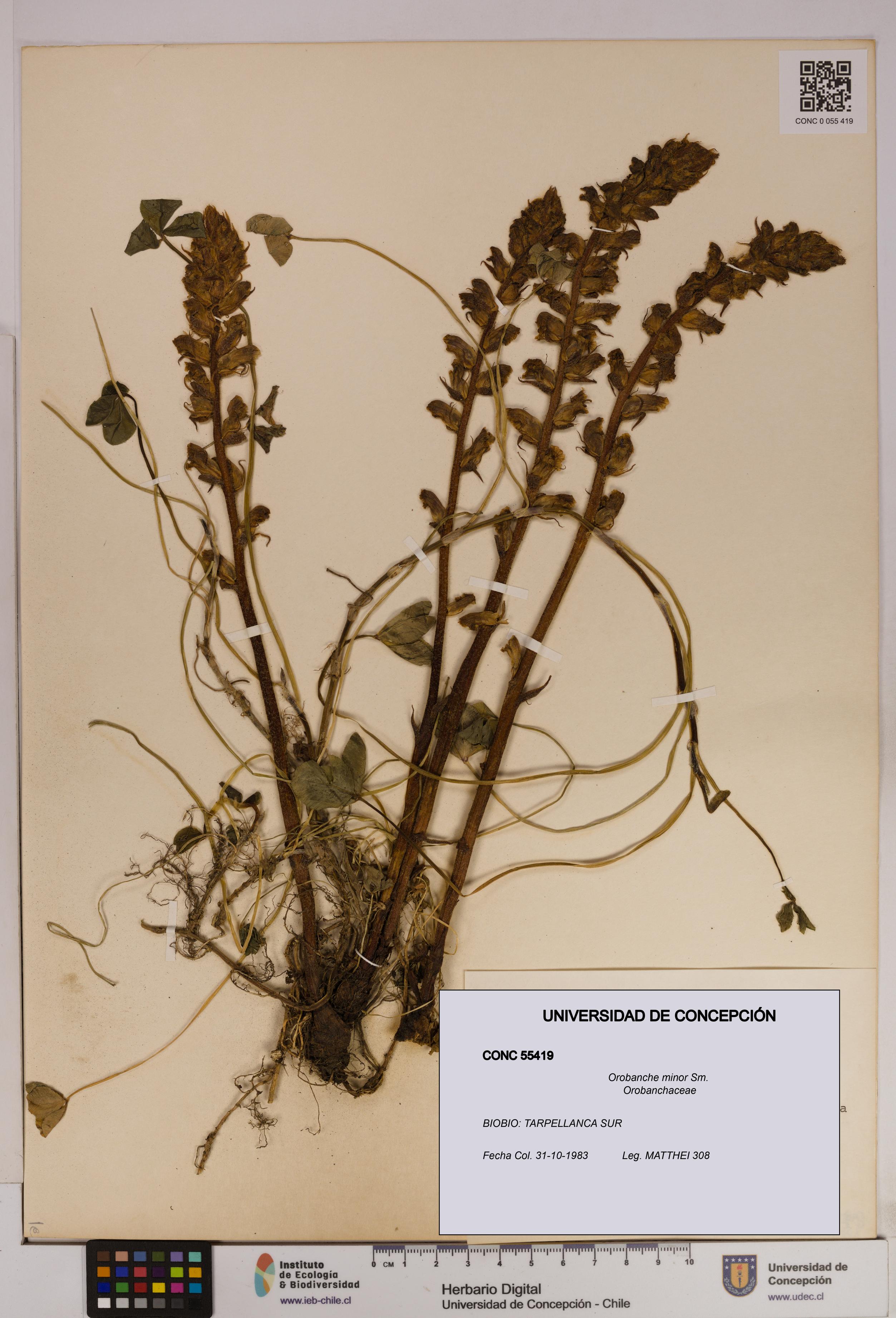 Orobanche minor [Espécimen: UDEC:CONC:0055419]