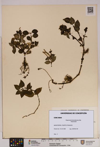 Peperomia fernandeziana [Espécimen: UDEC:CONC:0055444]