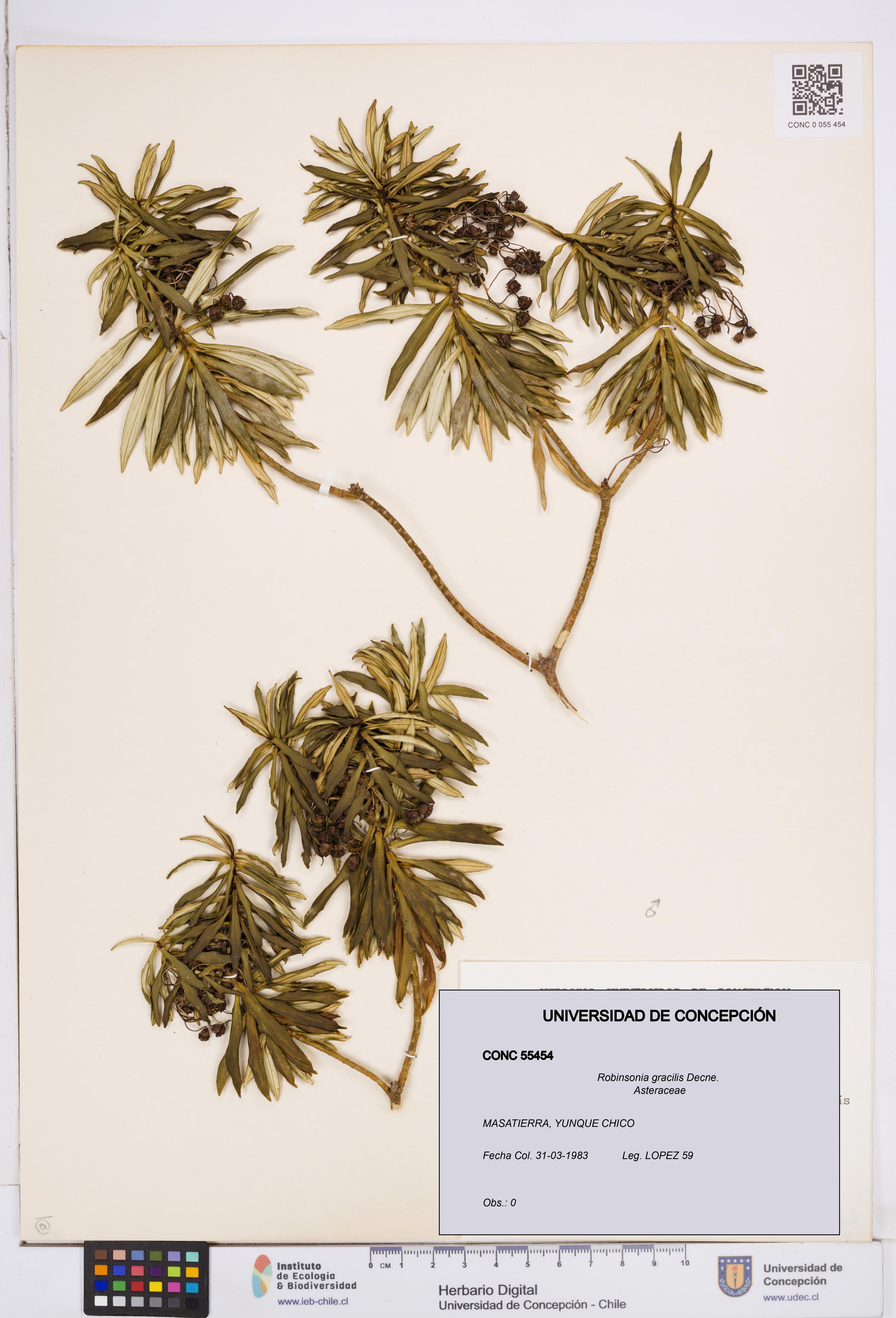 Robinsonia gracilis [Espécimen: ]