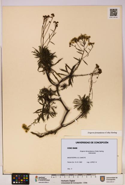 Erigeron fernandezius [Espécimen: UDEC:CONC:0055458]