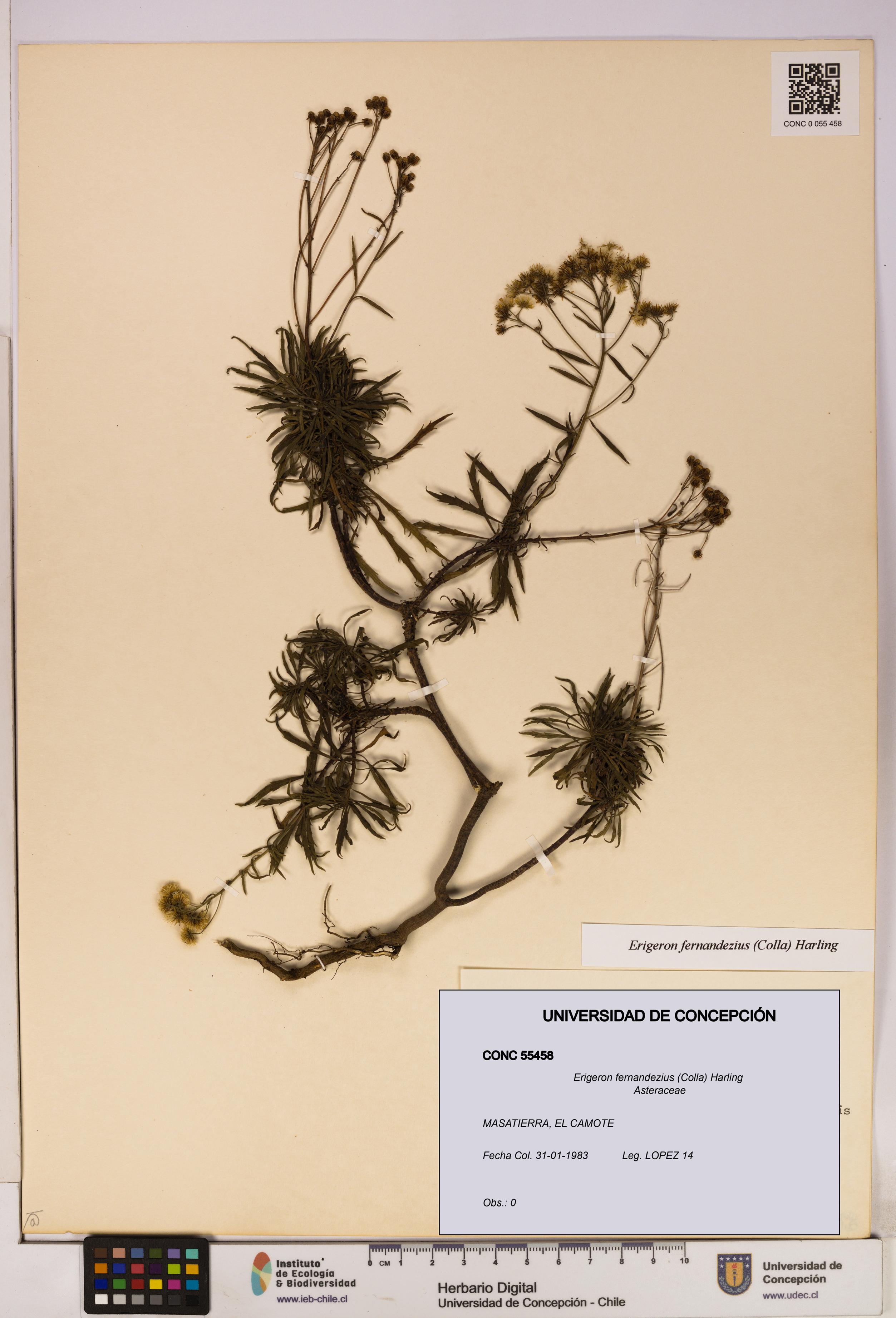 Erigeron fernandezius [Espécimen: UDEC:CONC:0055458]