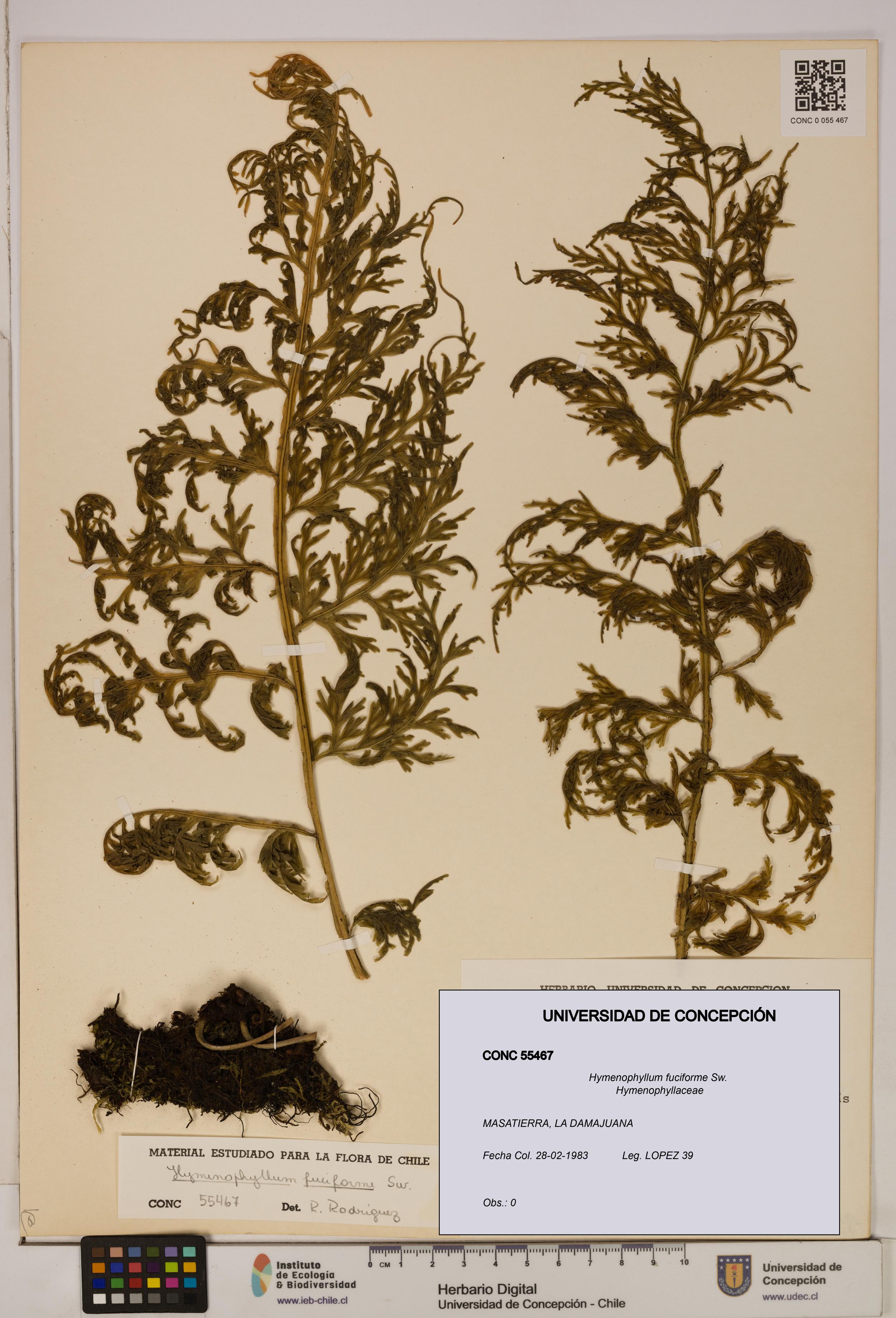 Hymenophyllum fuciforme [Espécimen: UDEC:CONC:0055467]