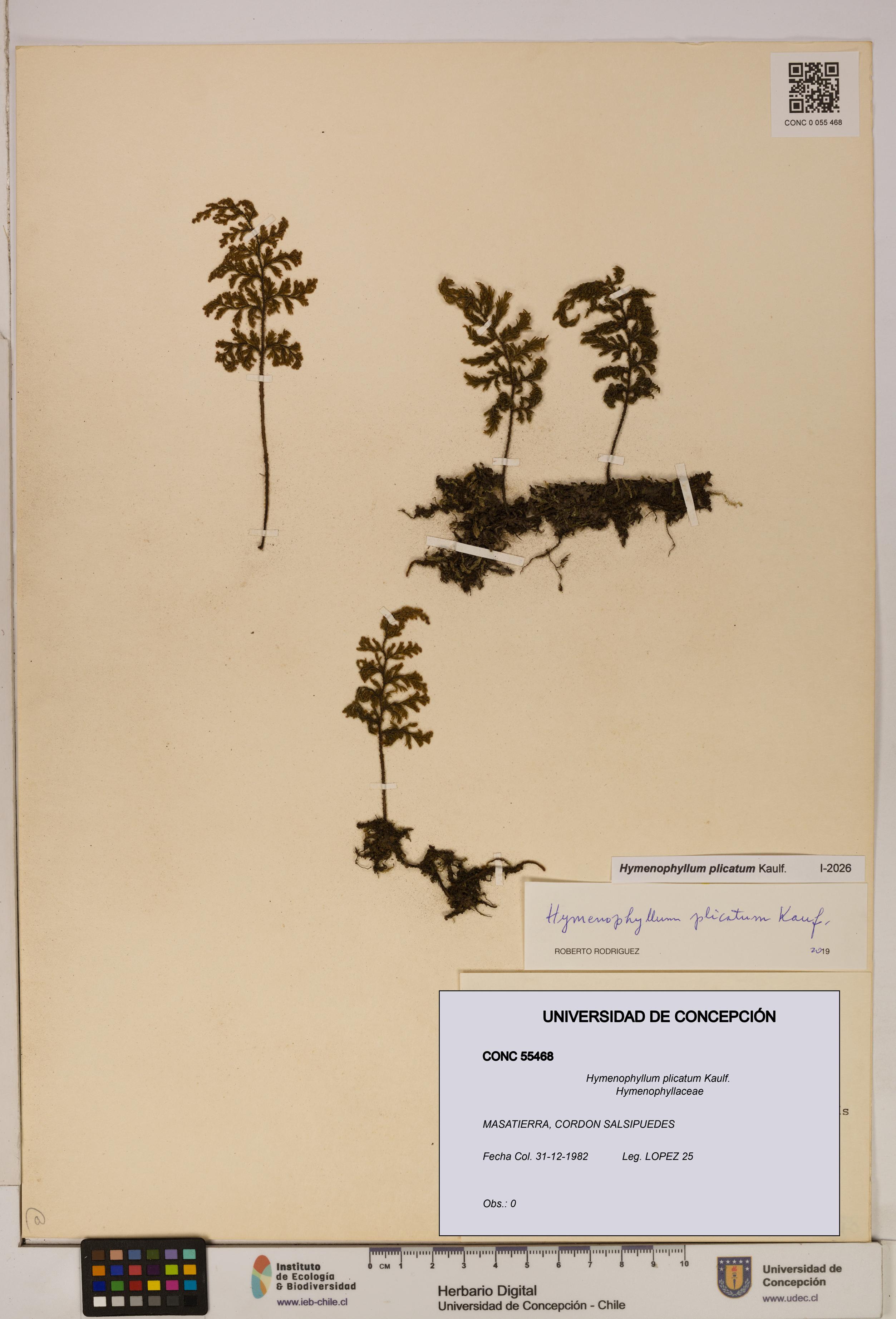 Hymenophyllum plicatum [Espécimen: ]