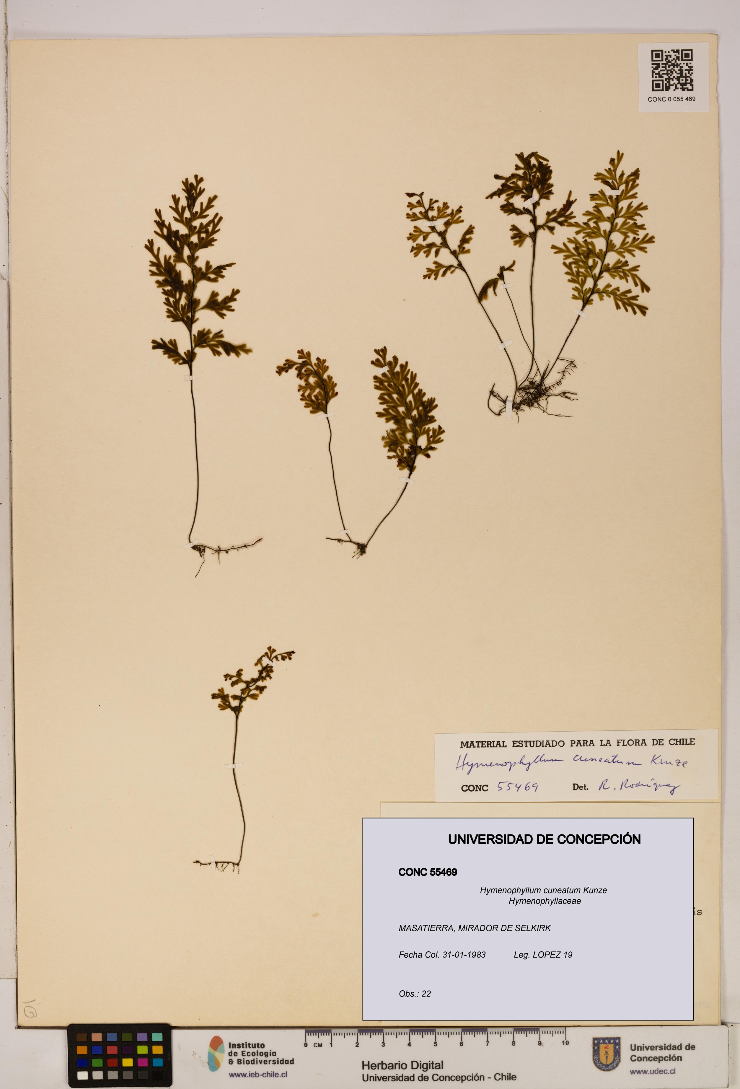 Hymenophyllum cuneatum [Espécimen: UDEC:CONC:0055469]