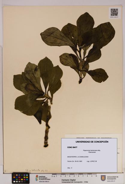 Peperomia berteroana [Espécimen: UDEC:CONC:0055477]