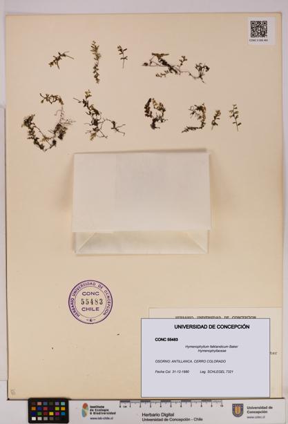 Hymenophyllum falklandicum [Espécimen: UDEC:CONC:0055483]